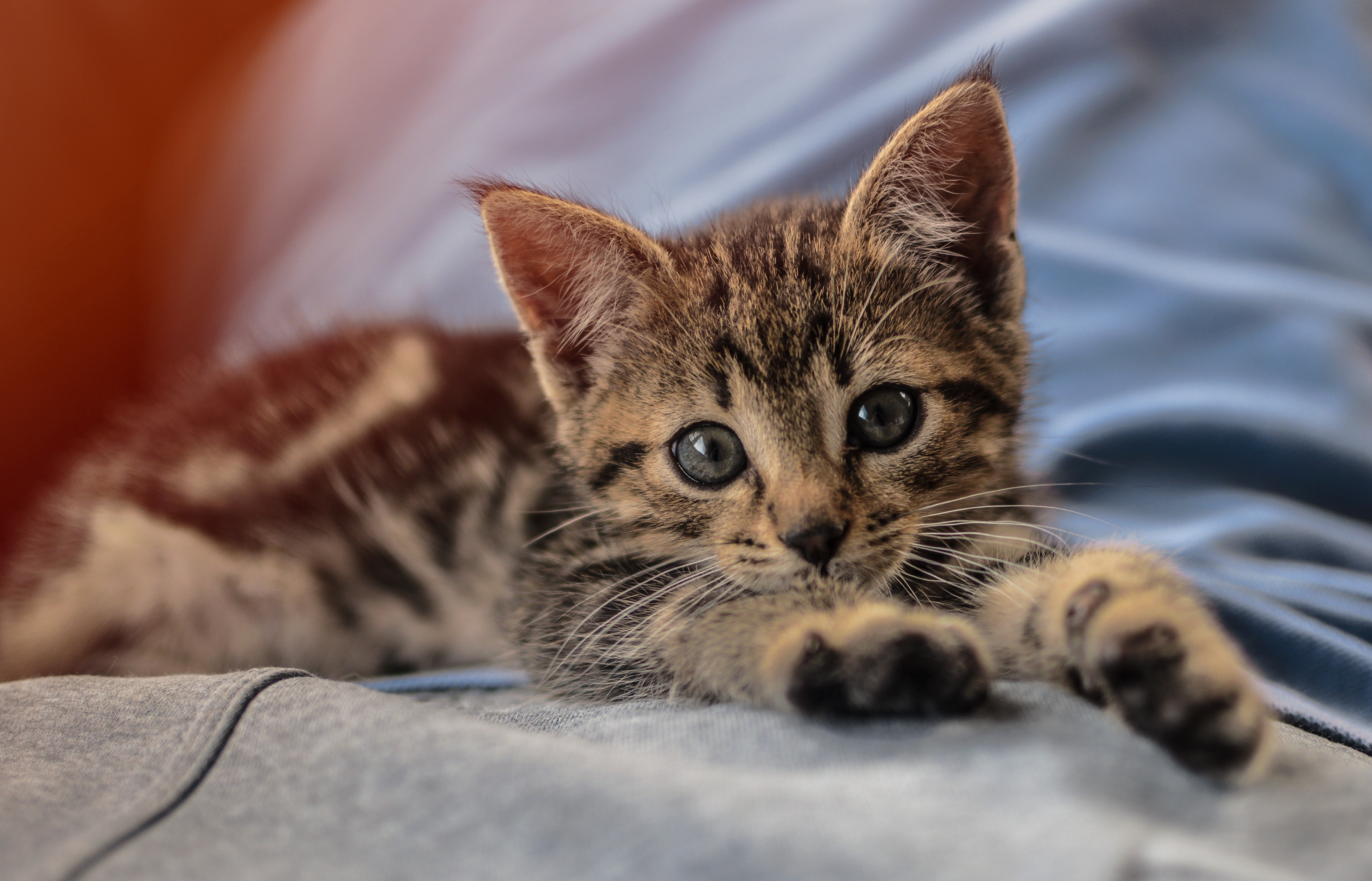 Tabby kitten lying down on blue fabric HD Wallpaper
