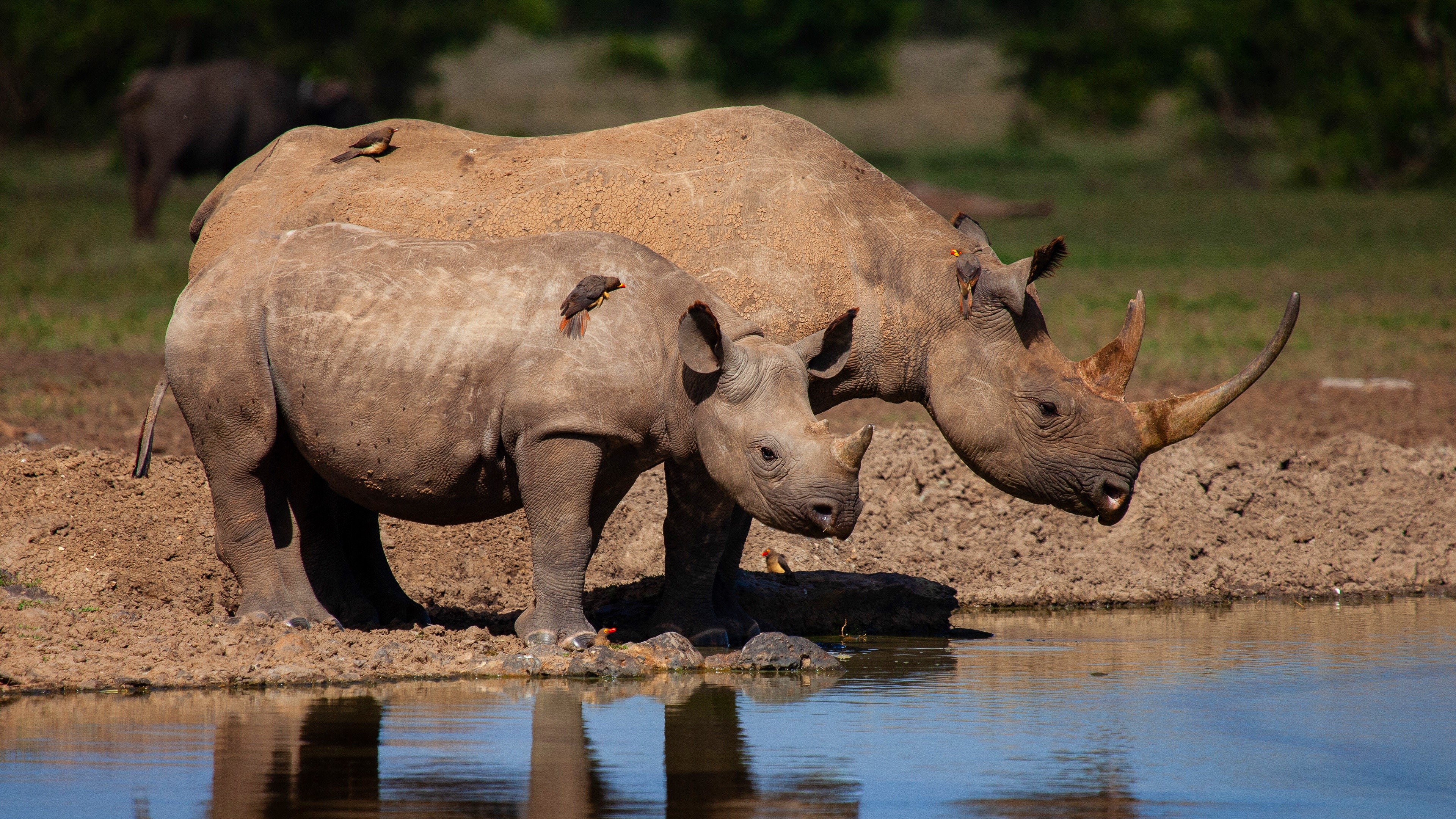 Two Rhinos and Birds at Waterhole HD Wallpaper