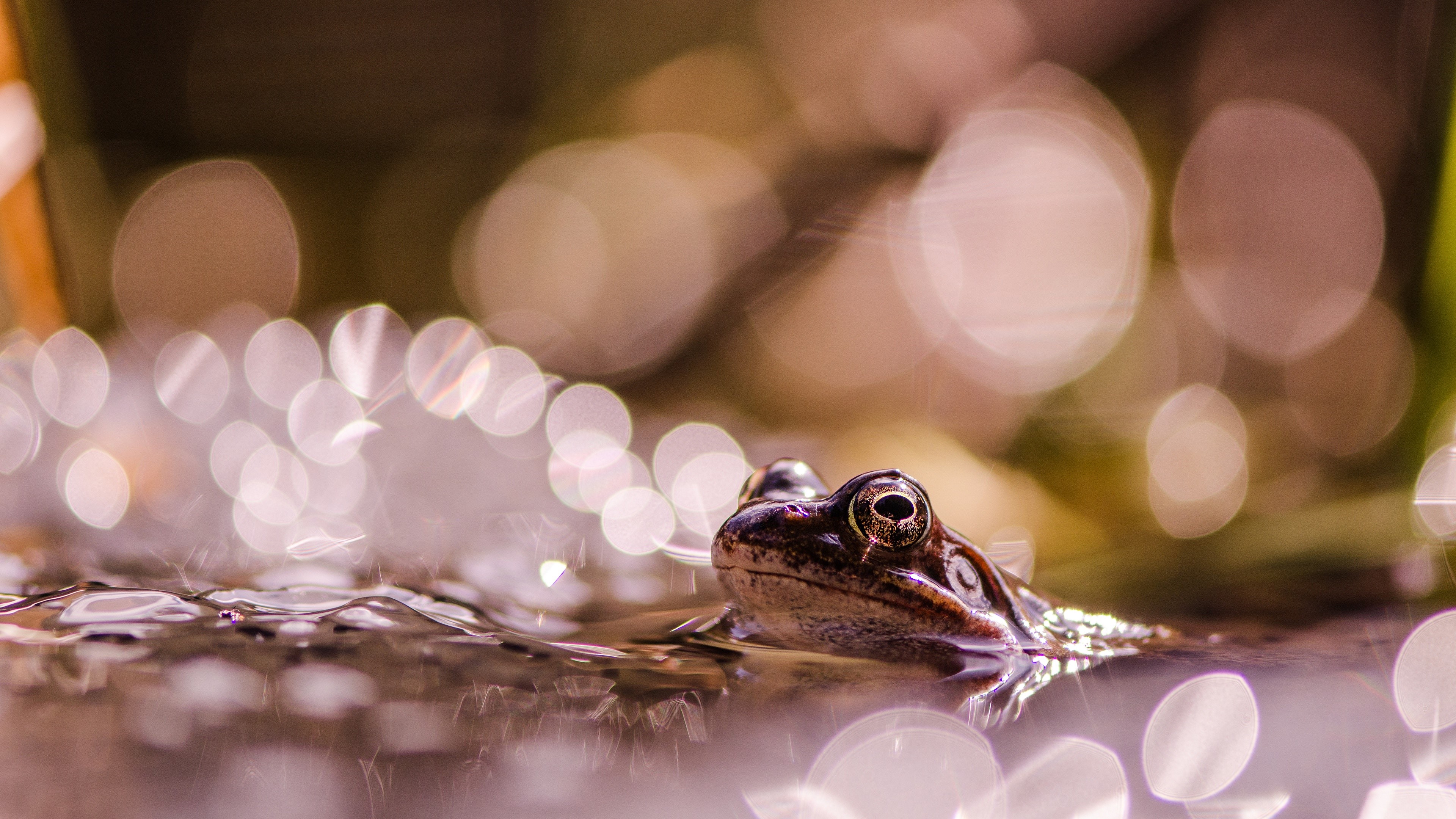 Frog in Water with Bokeh HD Wallpaper