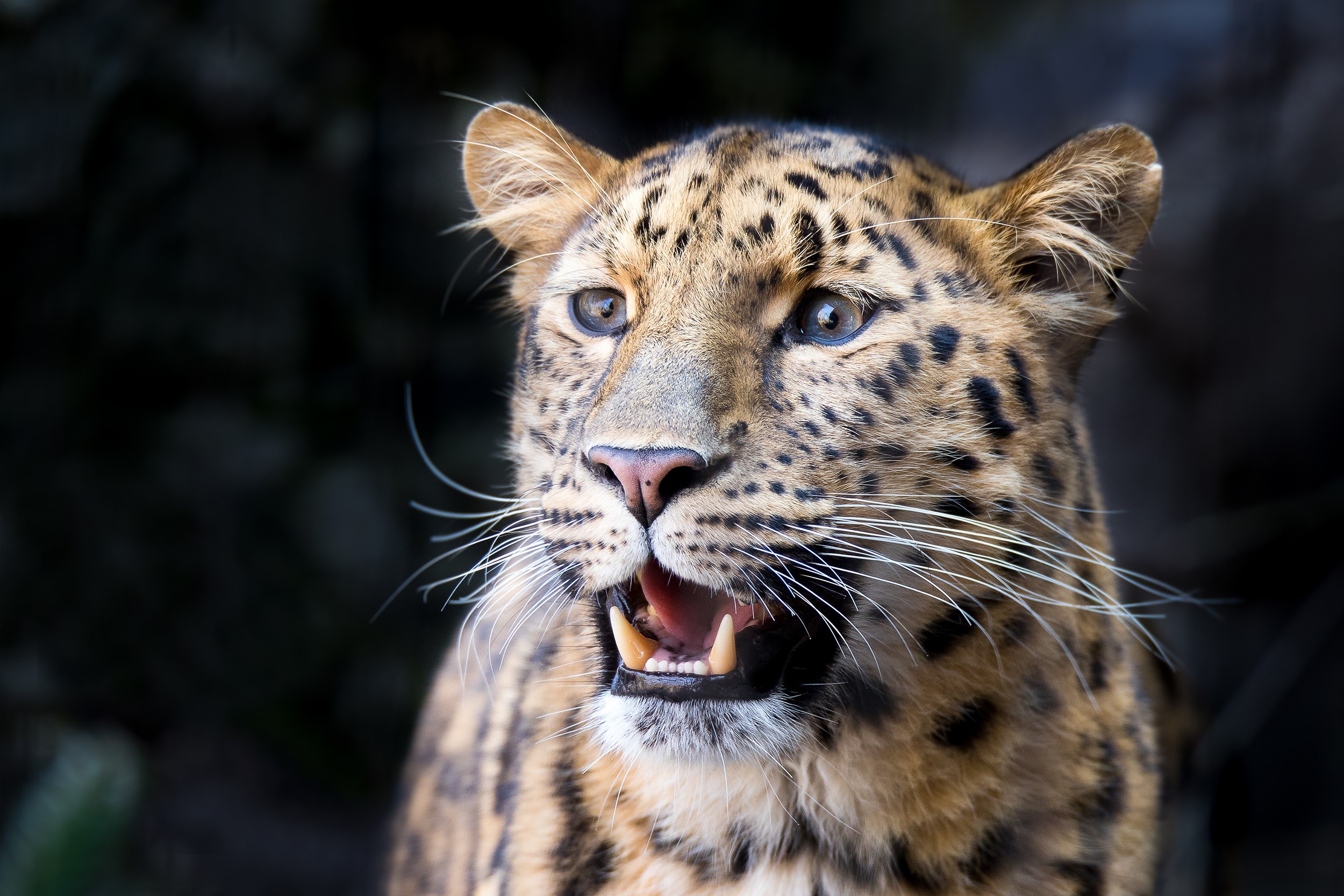 Leopard with open mouth and sharp teeth HD Wallpaper