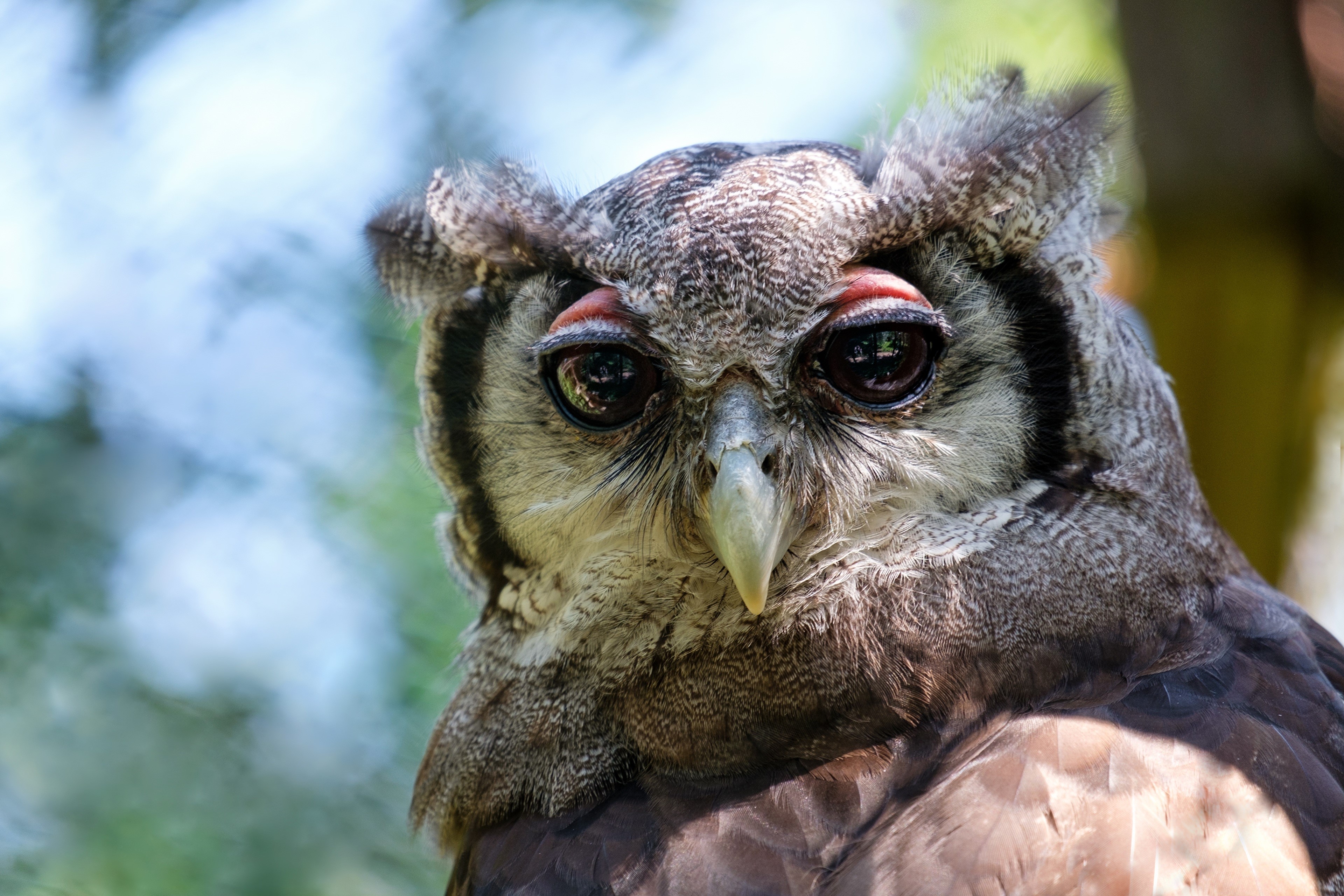 Closeup of a Great Horned Owl HD Wallpaper