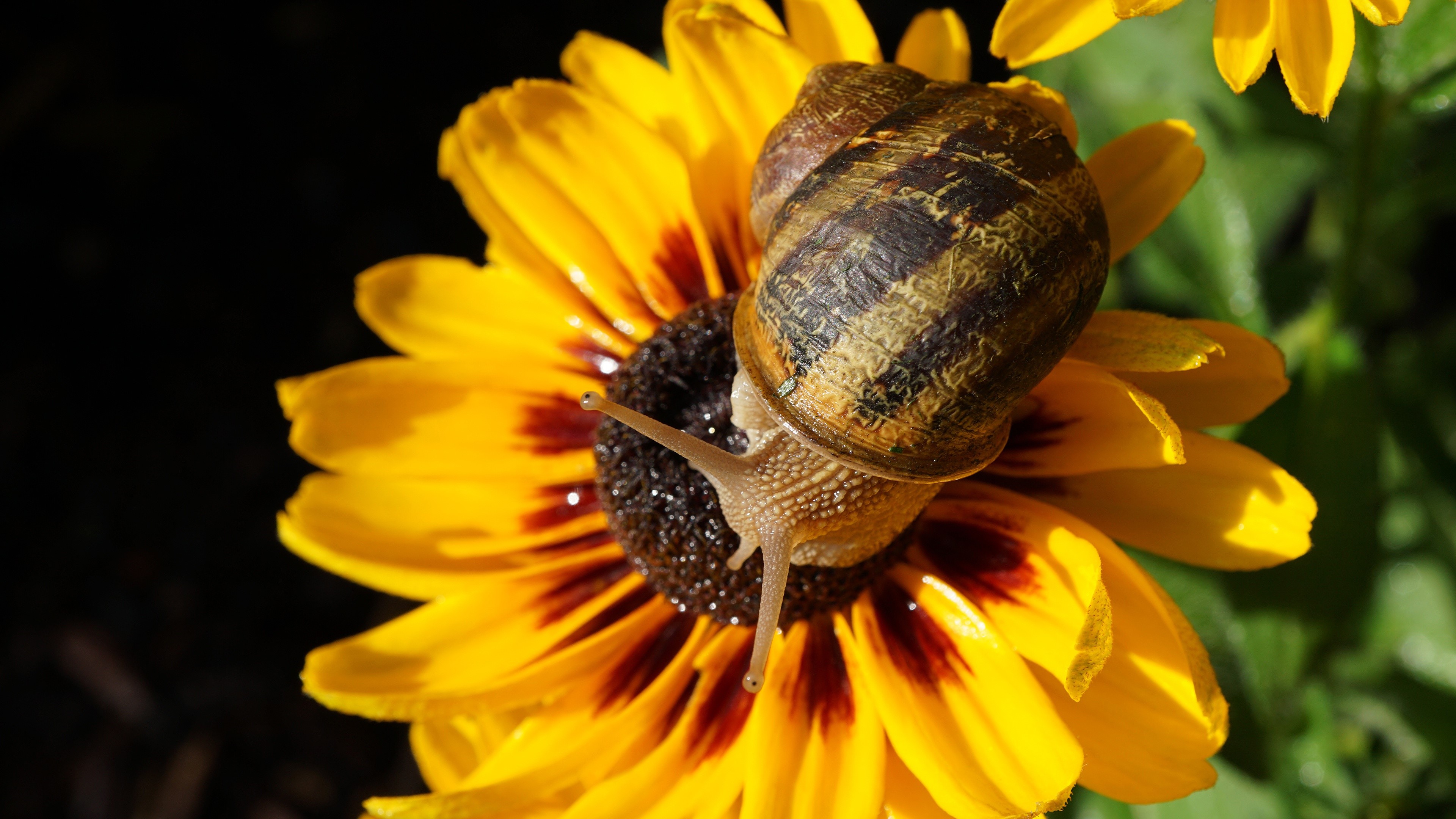 Snail on a yellow Gazania flower HD Wallpaper