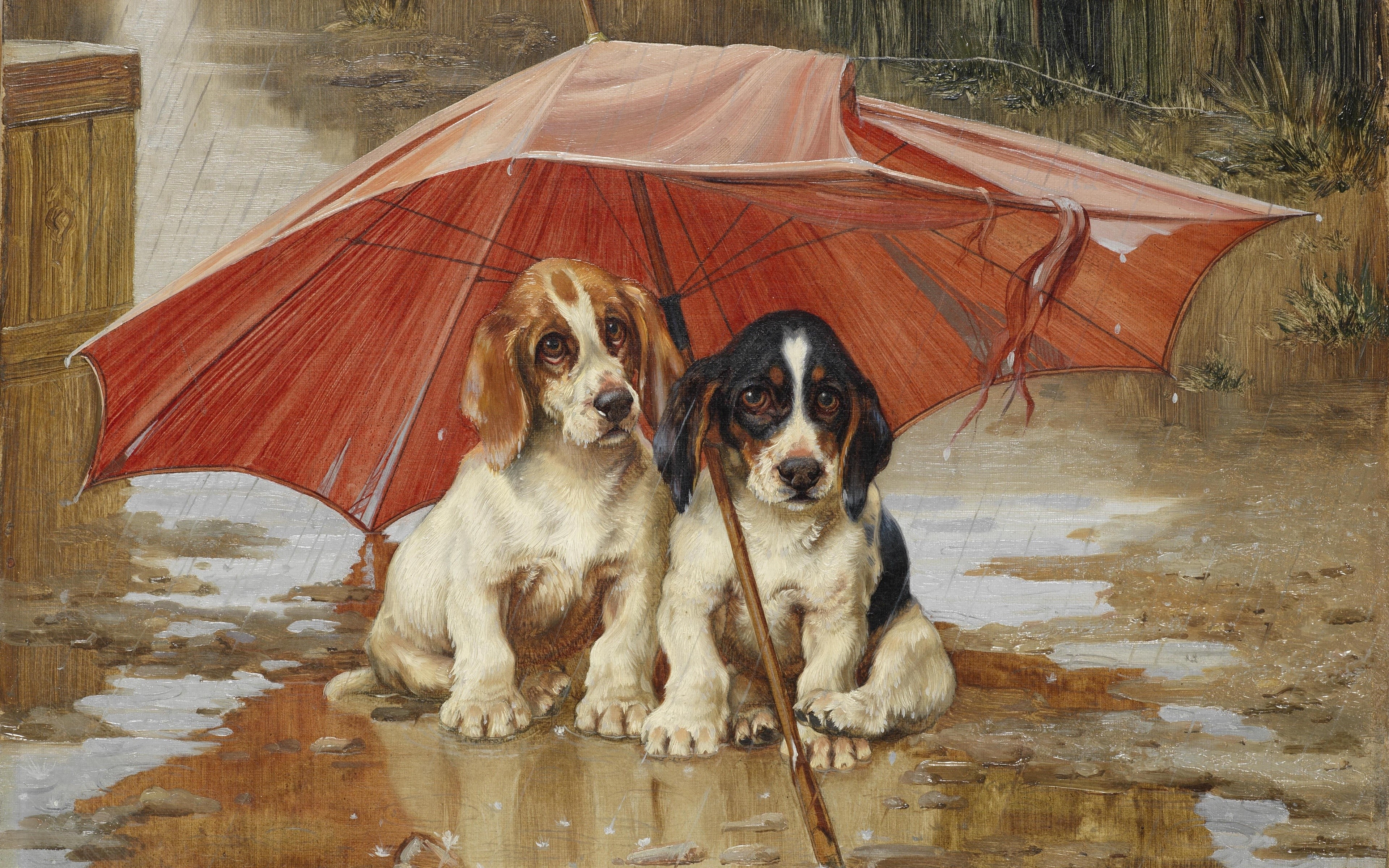 Two puppies under an umbrella in the rain HD Wallpaper