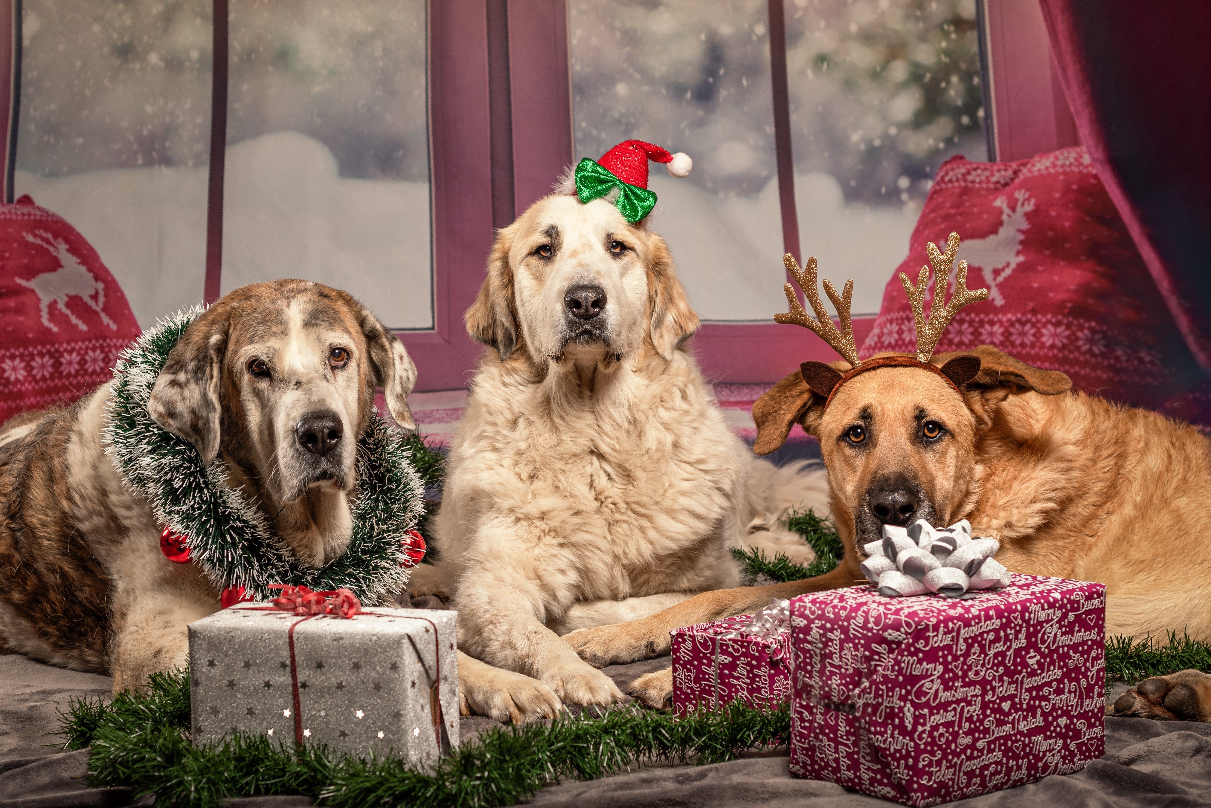Three dogs with Christmas decorations and gifts HD Wallpaper