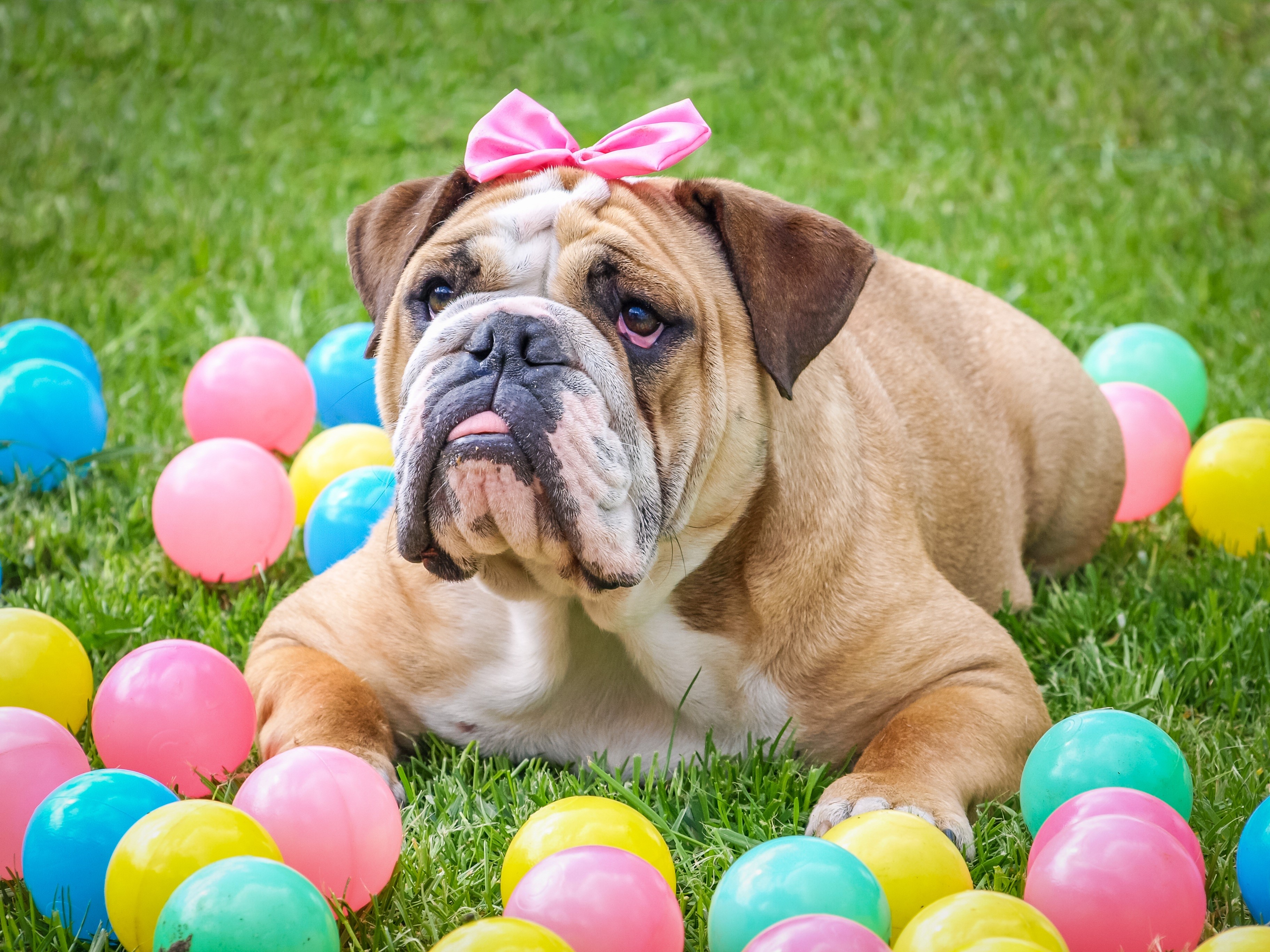 English Bulldog with pink bow and colorful balls HD Wallpaper