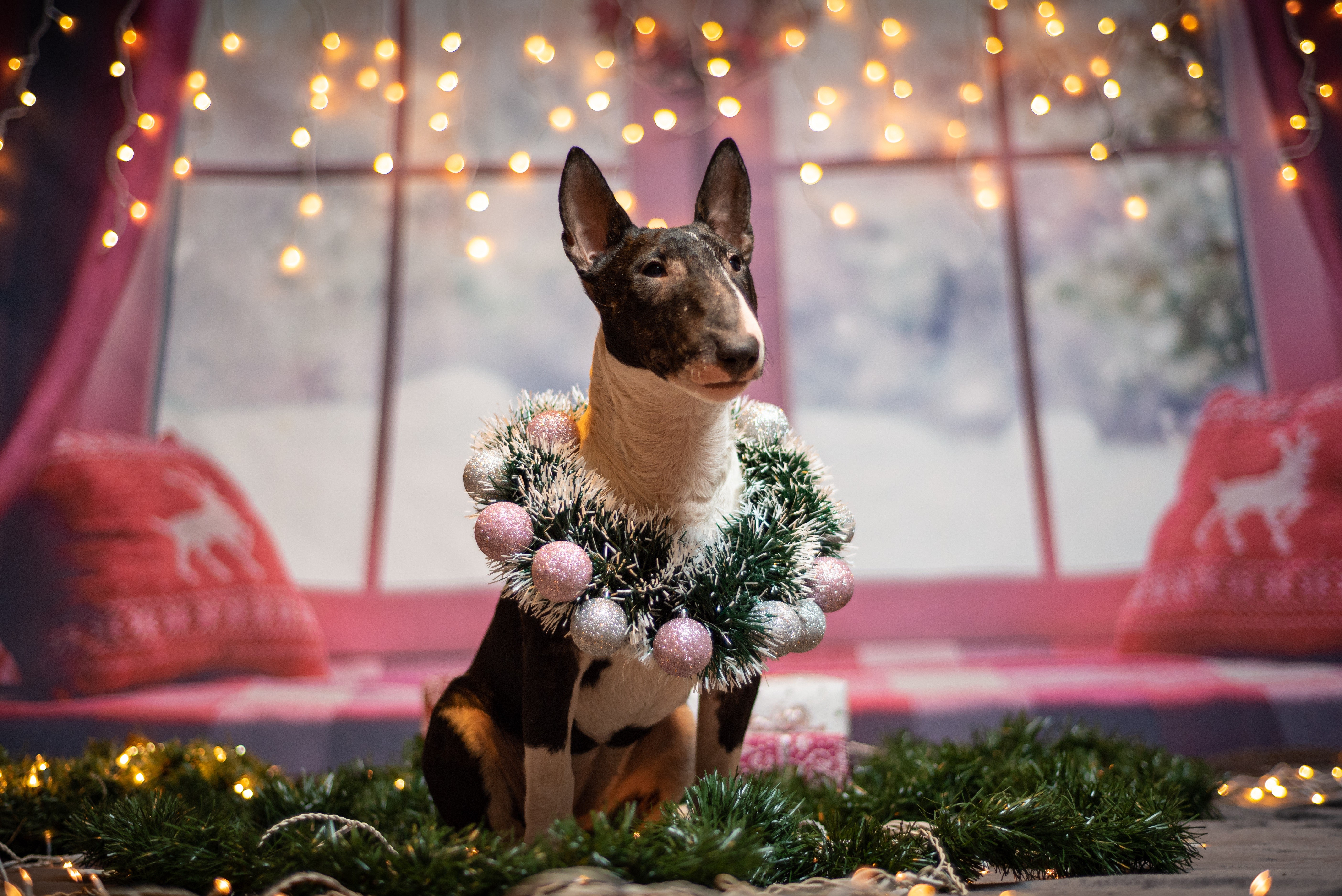 Bull Terrier Dog Wearing Christmas Wreath with Fairy Lights HD Wallpaper