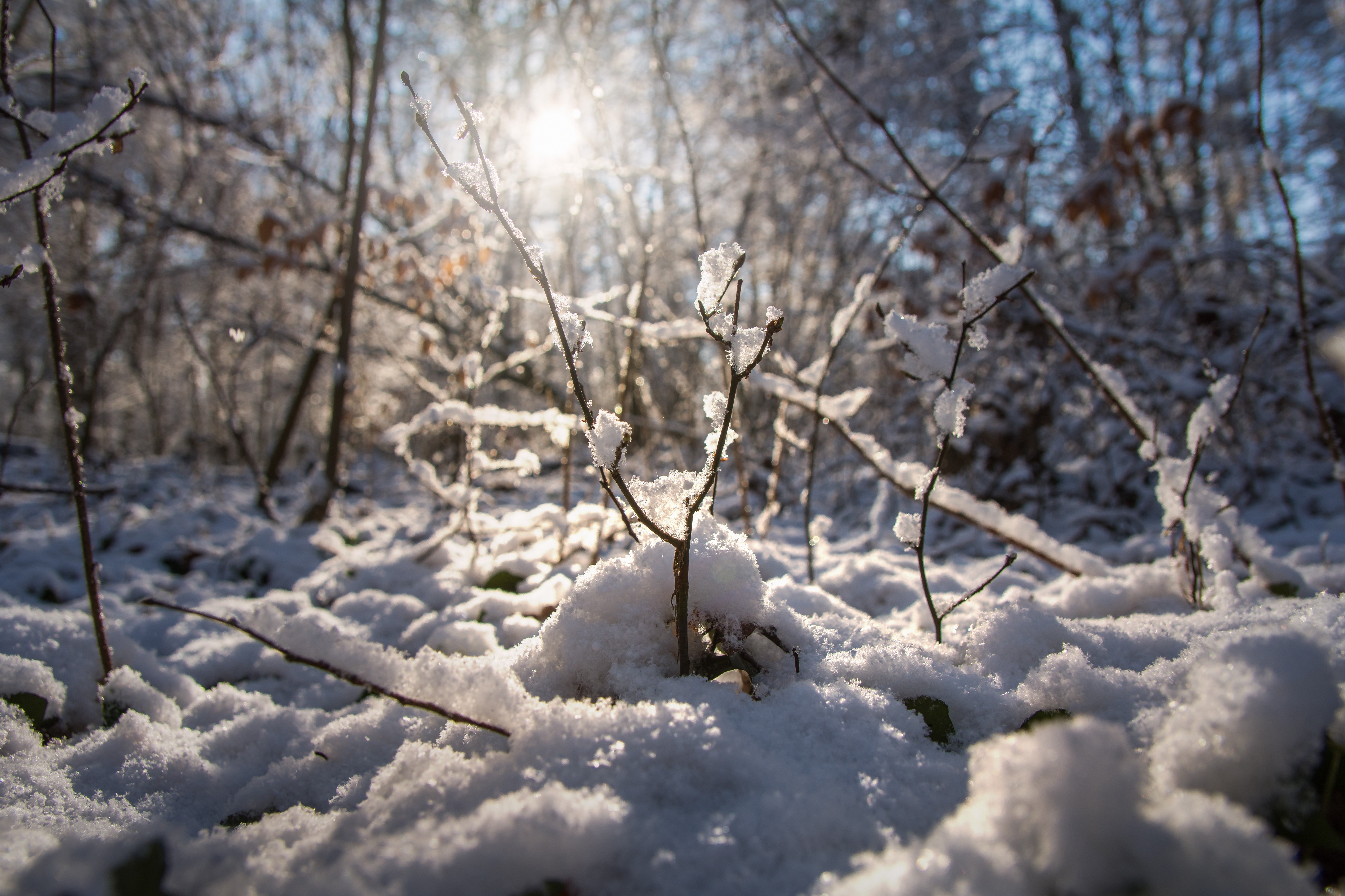 Winter forest with snow-covered branches and sunlight HD Wallpaper