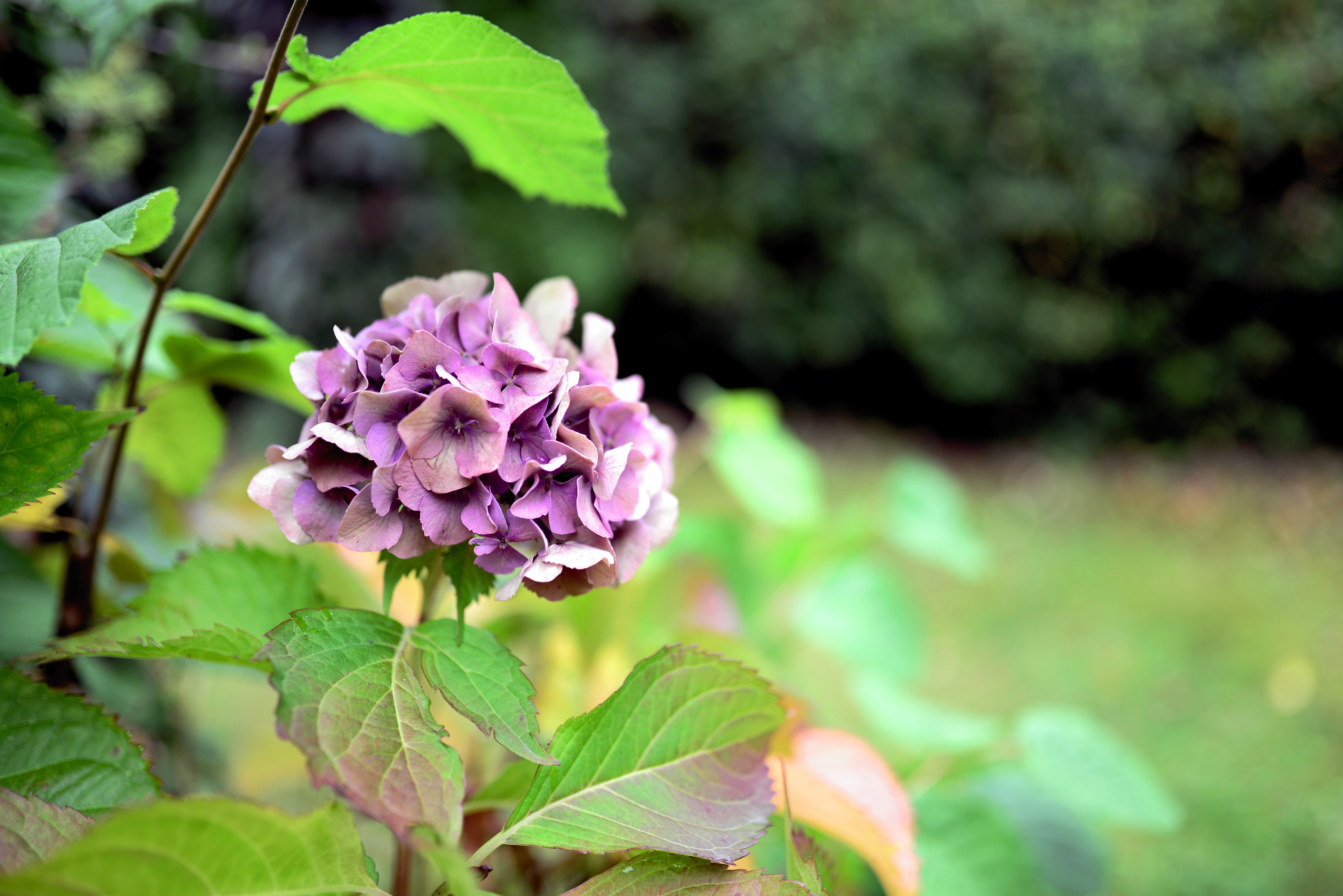 Violet Hydrangea Flower with Green Foliage HD Wallpaper