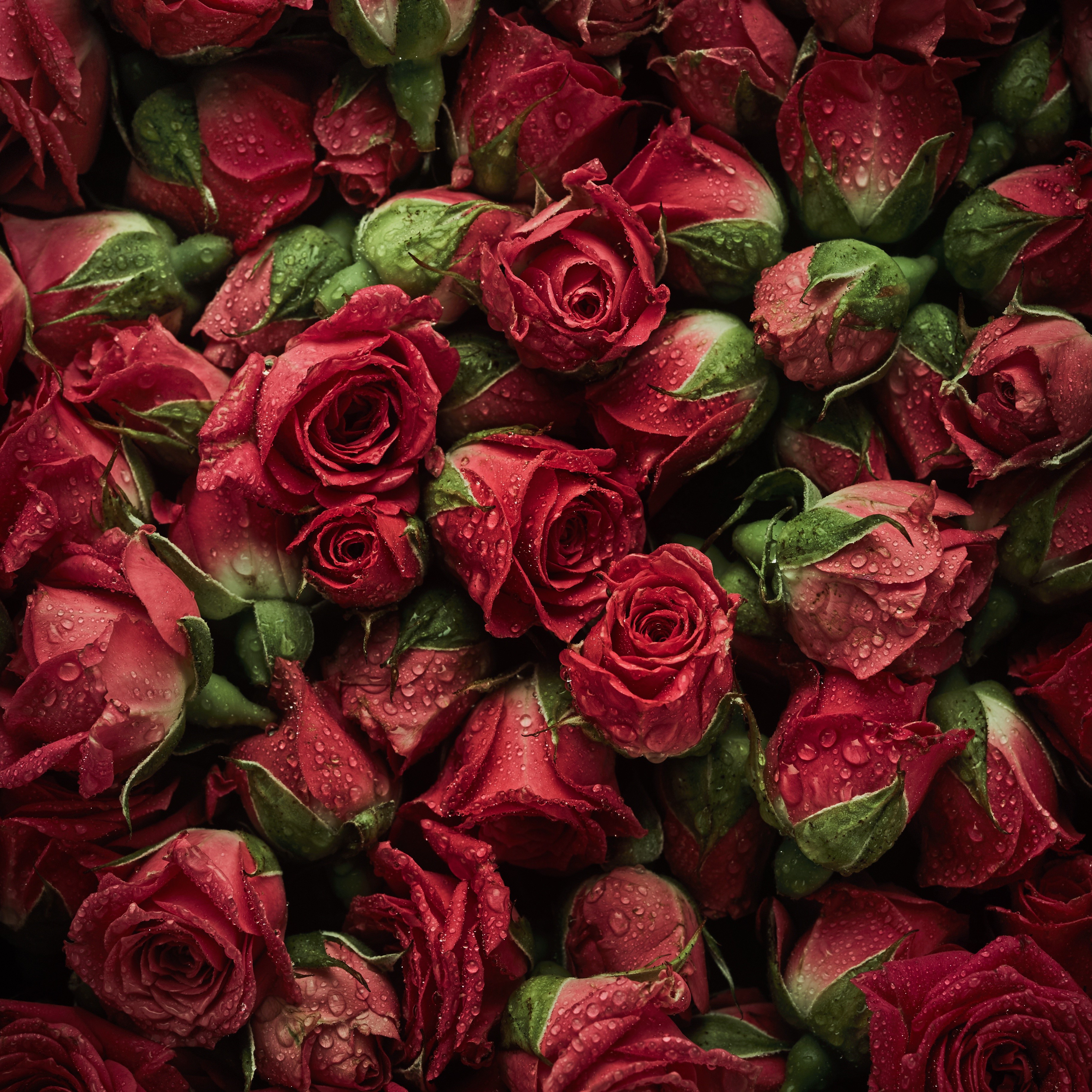 A close-up of many red roses with water drops HD Wallpaper