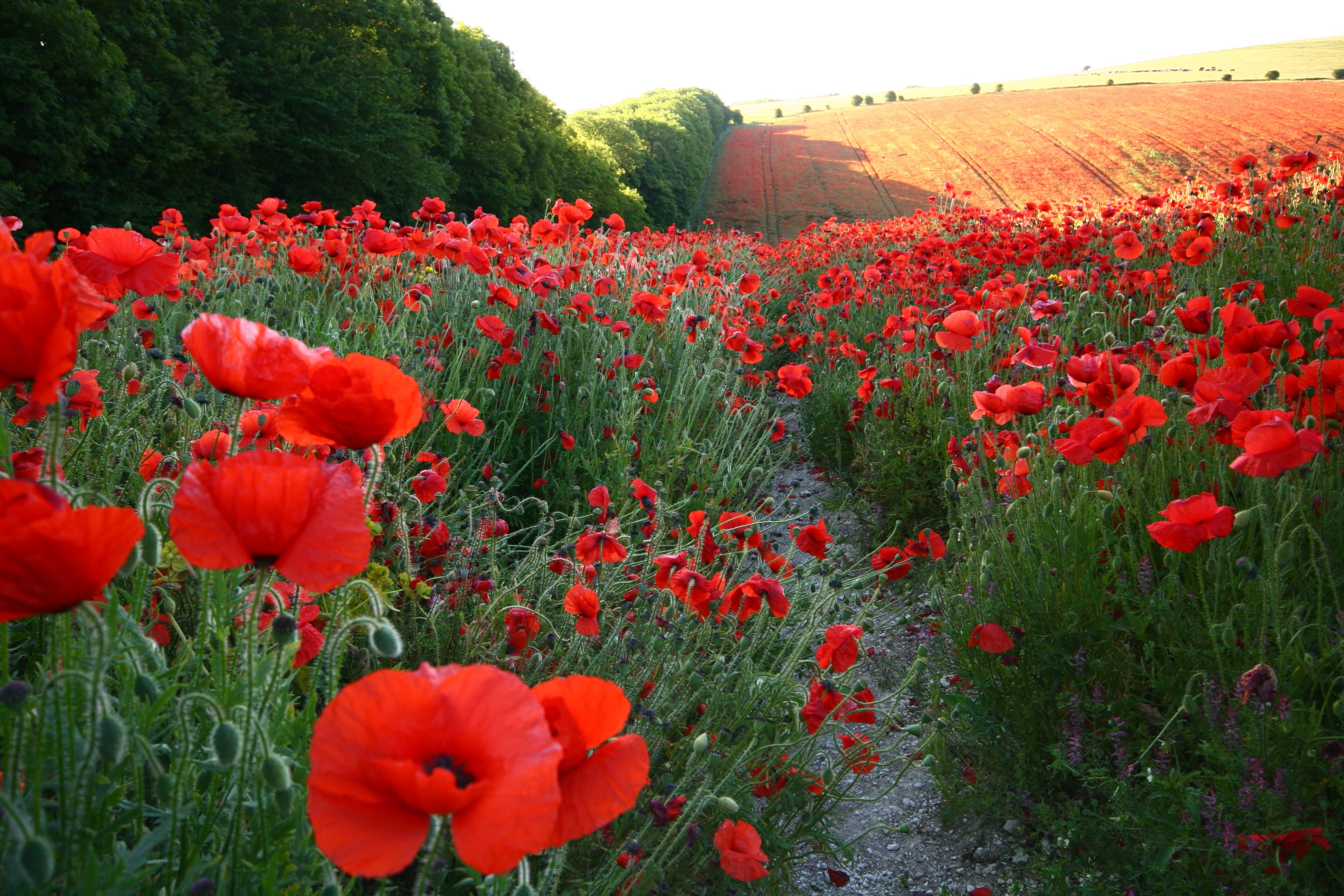 Field of red poppies with a tree line and cultivated field HD Wallpaper