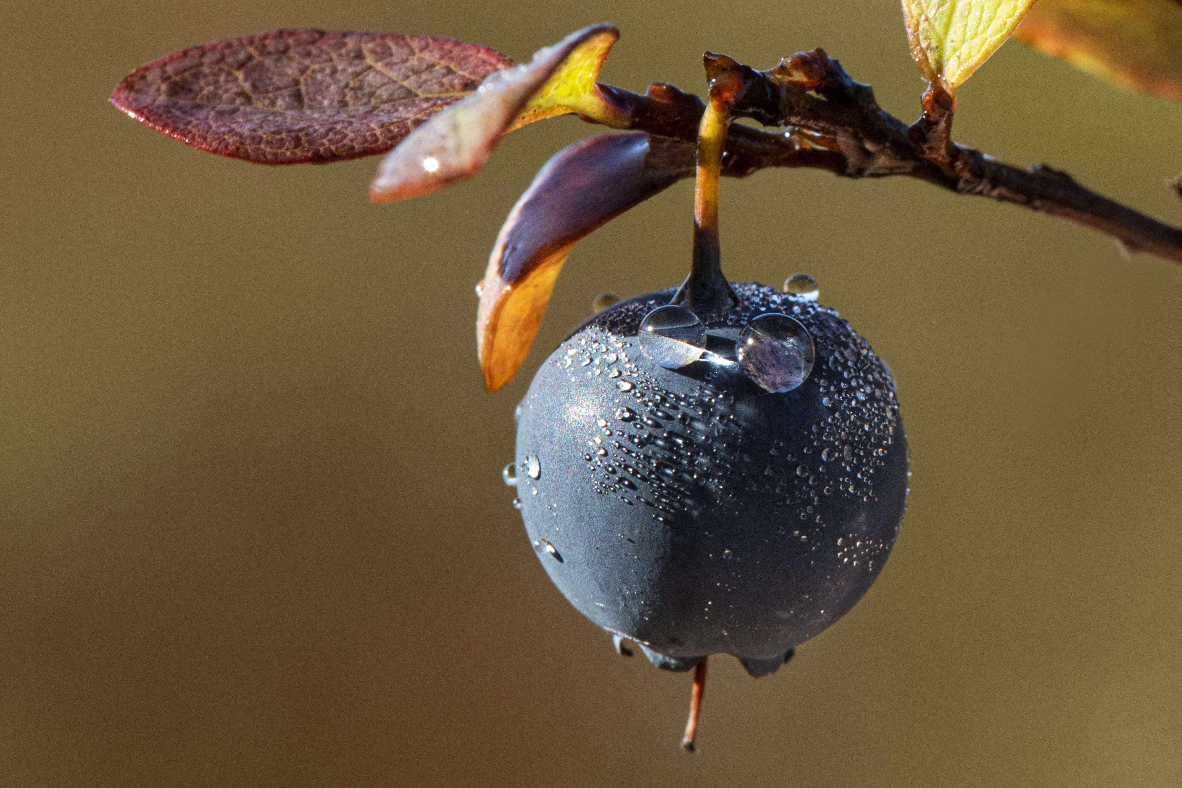 Blueberry with water drops on a branch HD Wallpaper