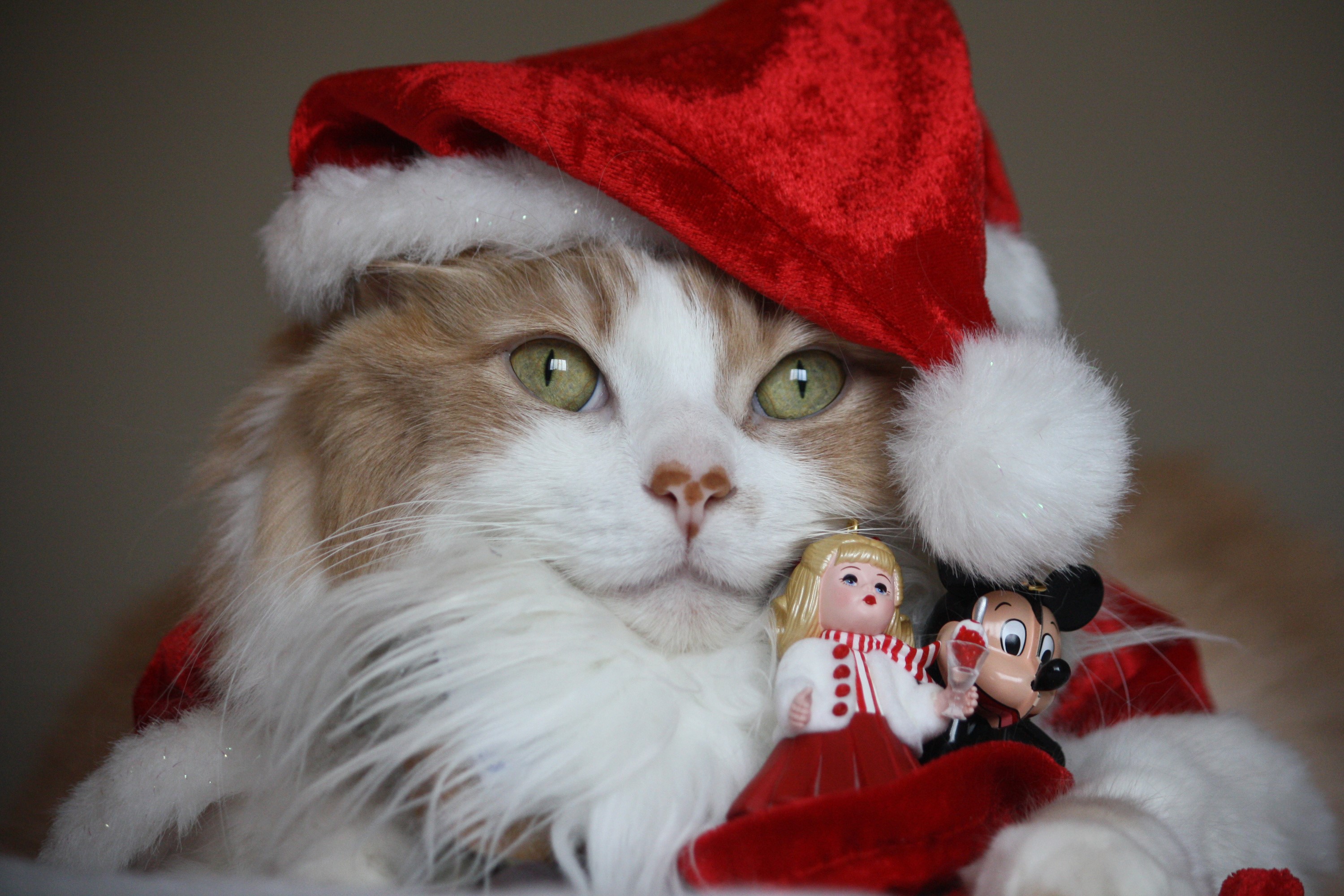 Cat wearing a Santa hat with Christmas ornaments HD Wallpaper
