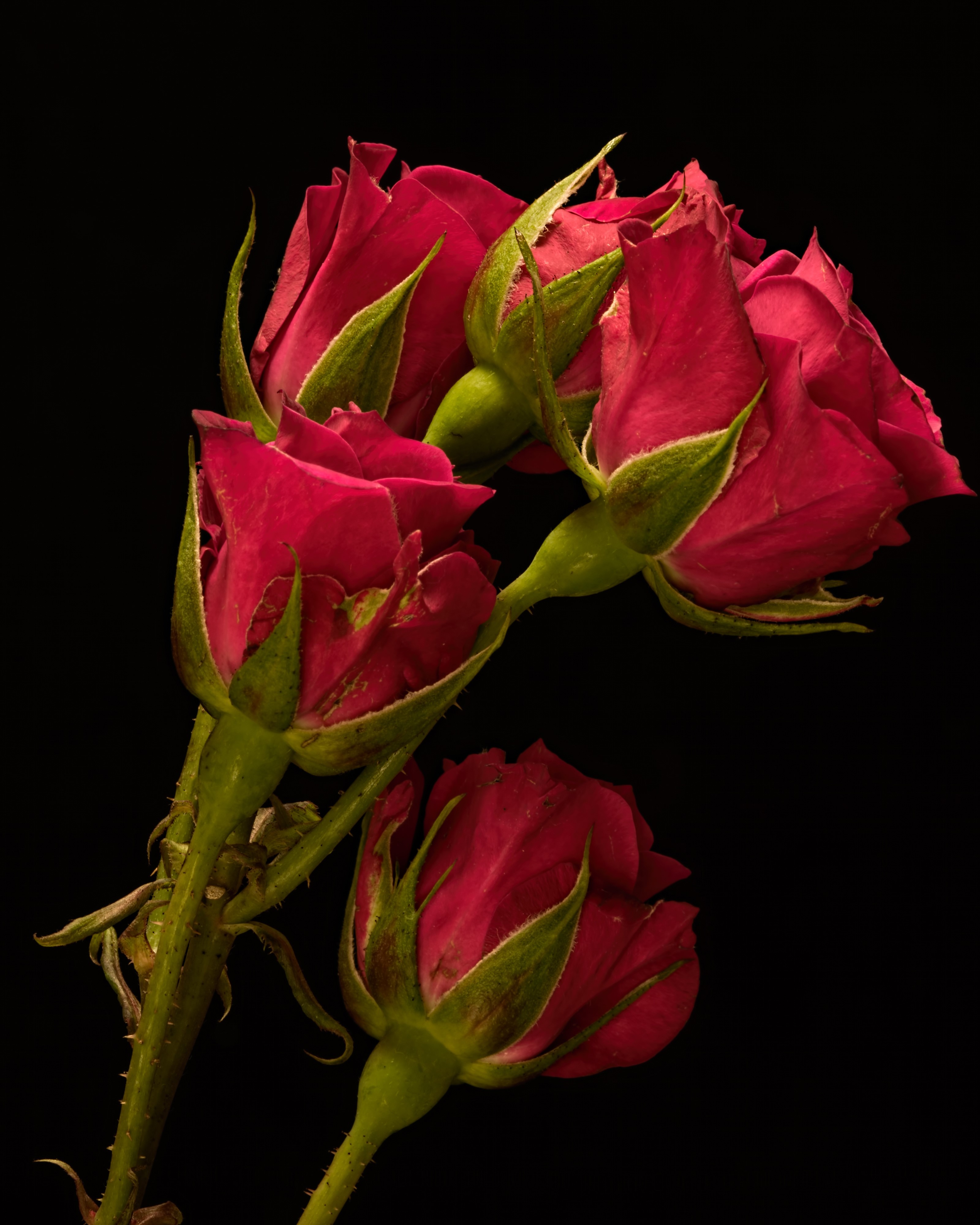 Close-up of red rose buds on black background HD Phone Wallpaper
