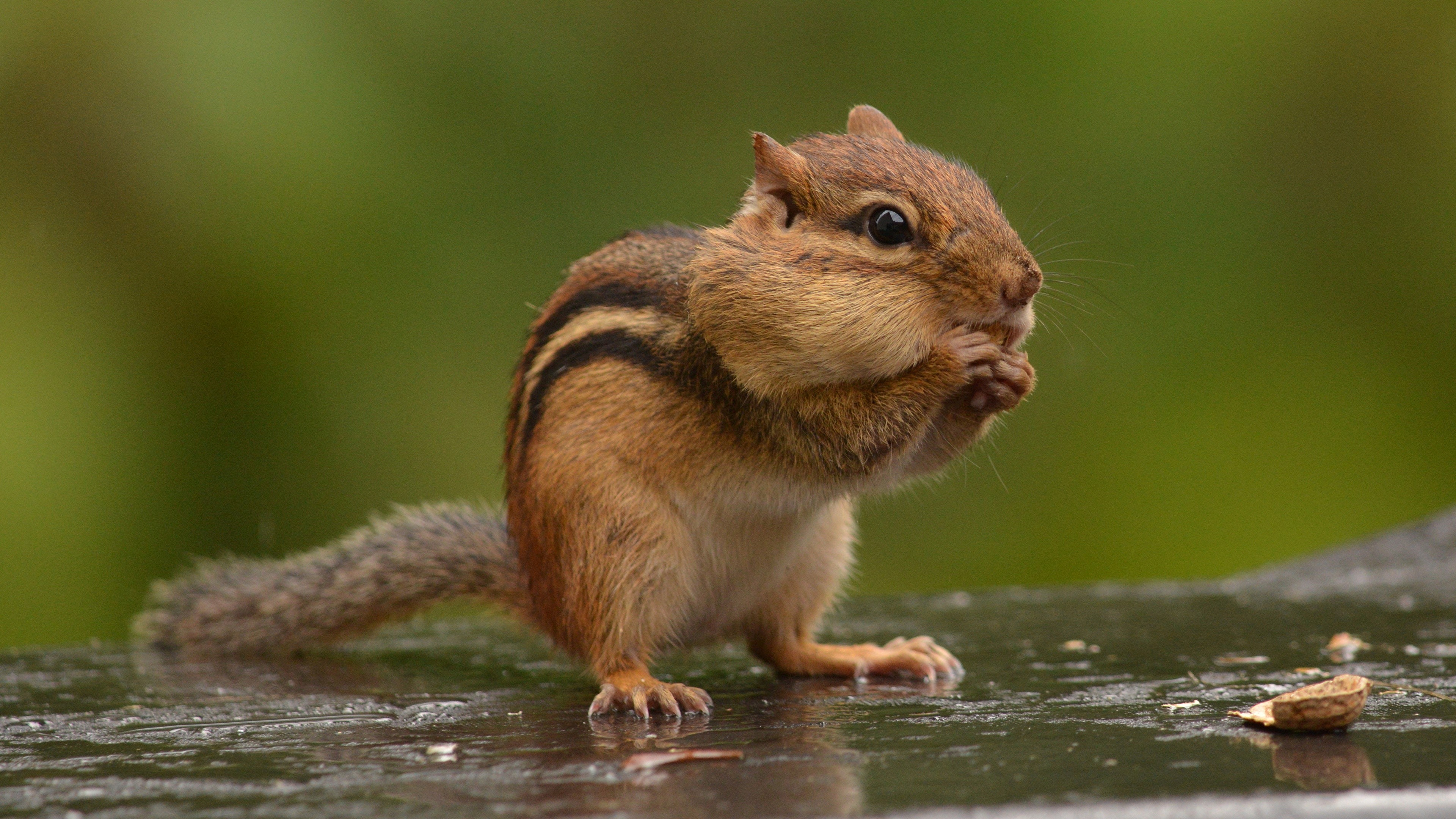 Chipmunk eating on a wet surface HD Wallpaper