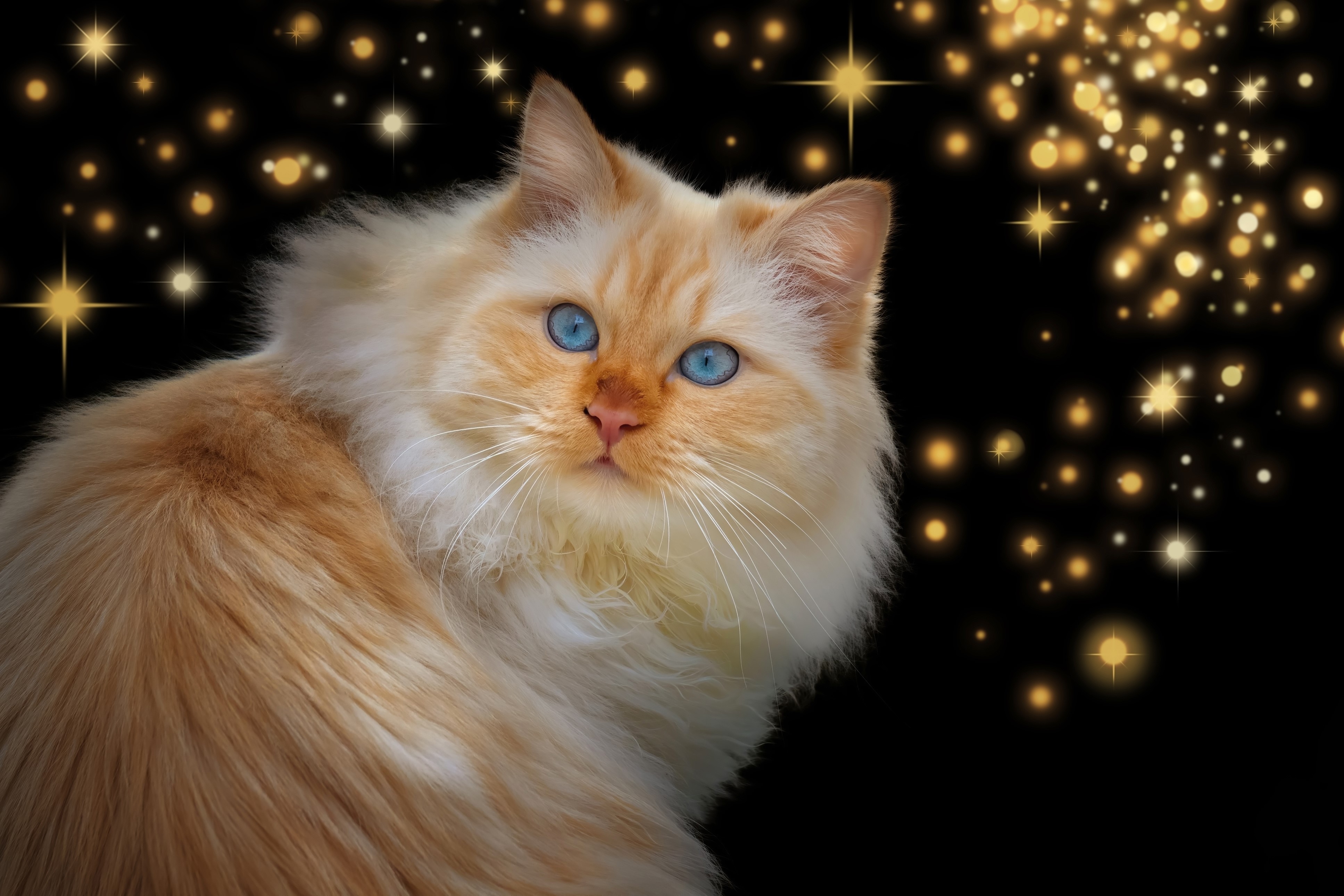Flame Point Ragdoll Cat with Blue Eyes and Sparkles HD Wallpaper