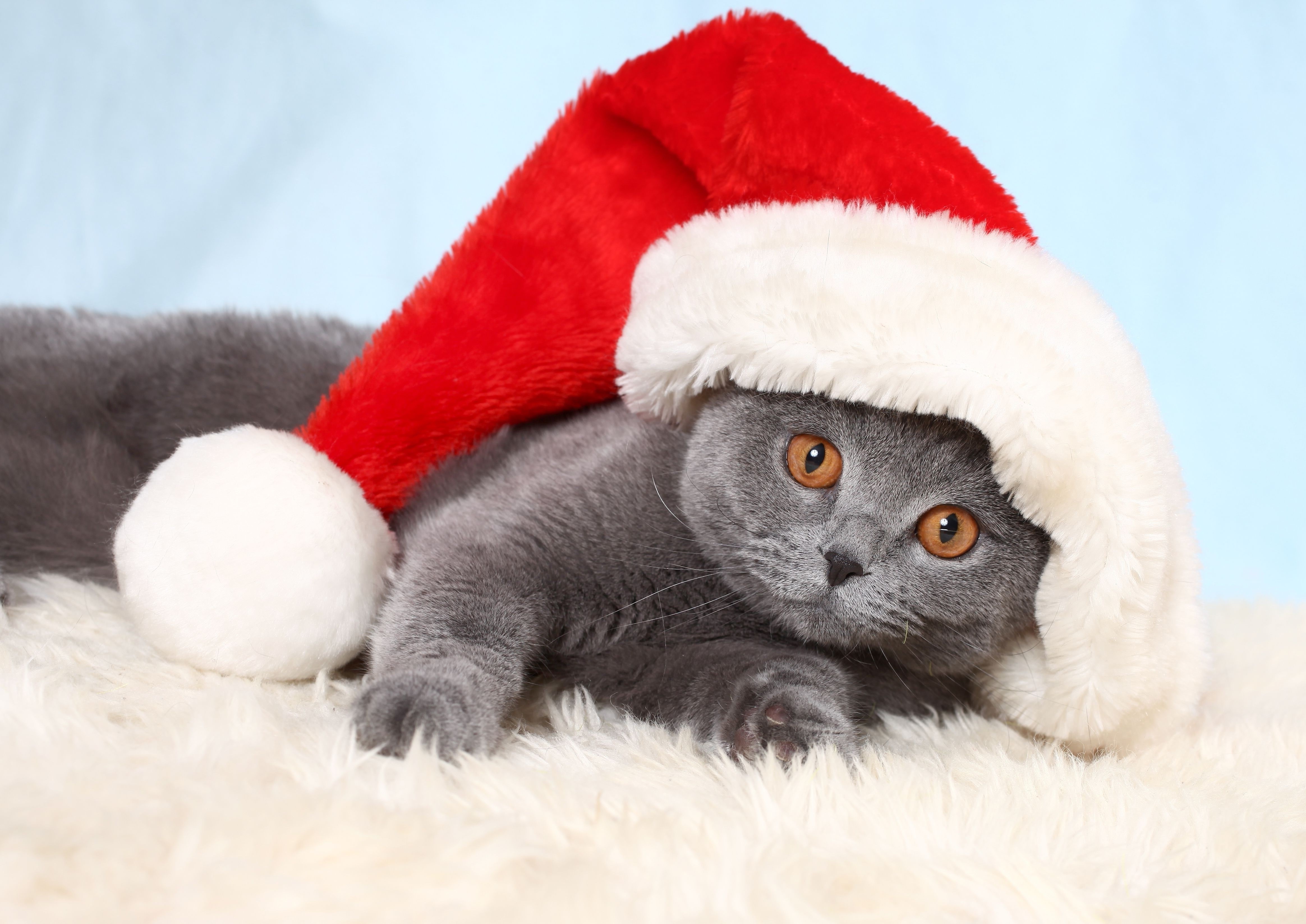 Cute Cat Wearing a Santa Hat HD Wallpaper