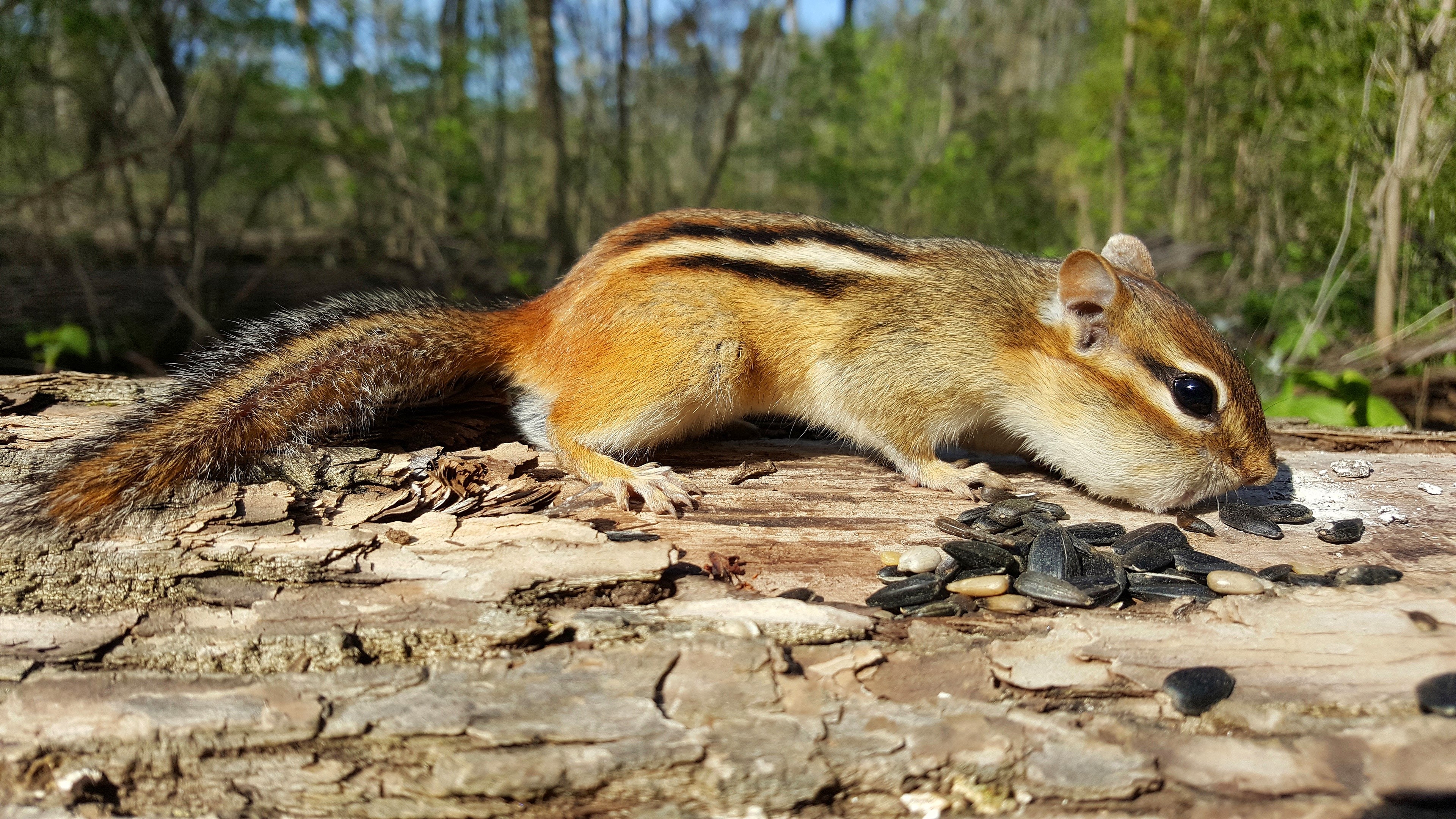 Chipmunk Eating Sunflower Seeds on a Log HD Wallpaper