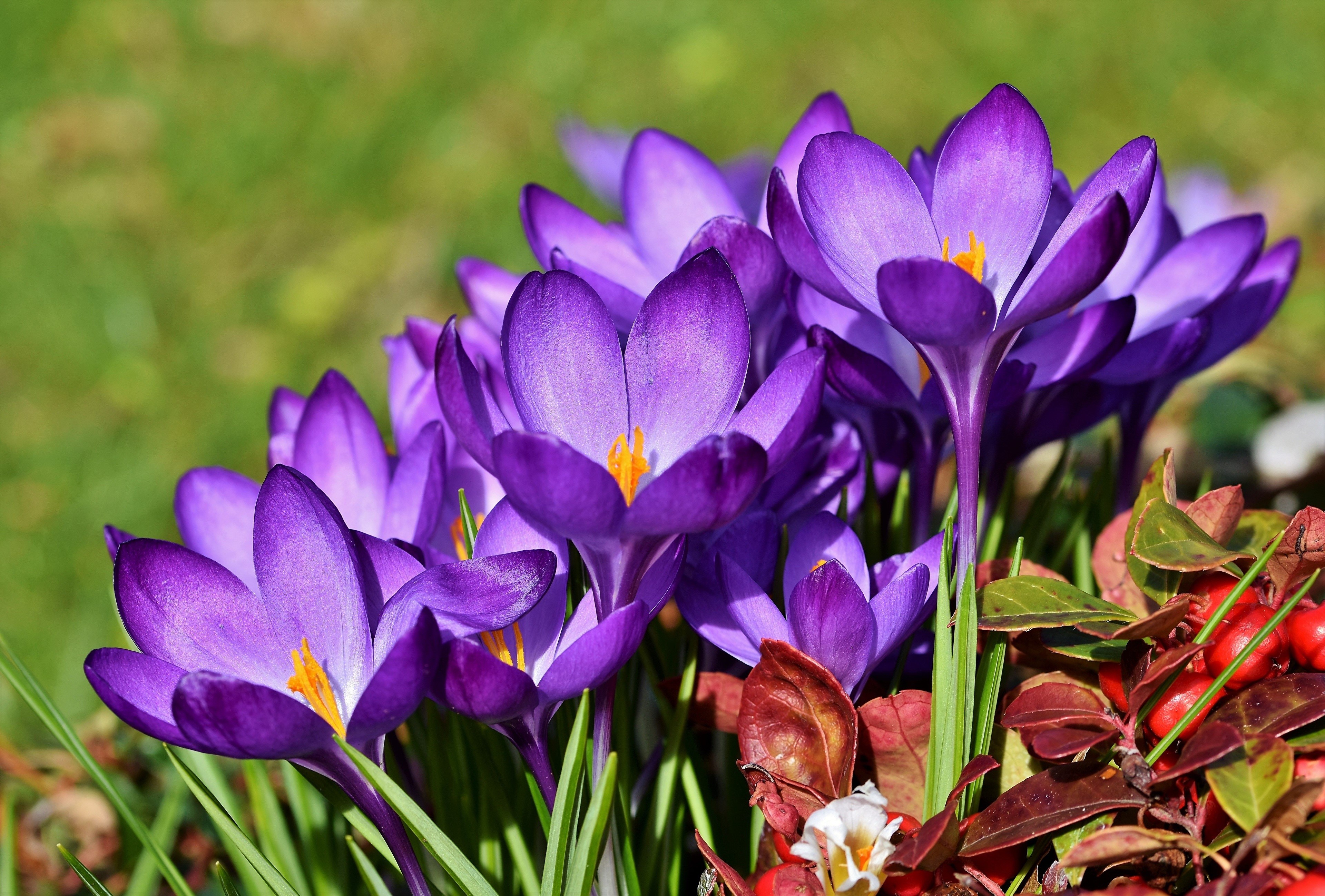 4K Crocuses Closeup HD Wallpaper