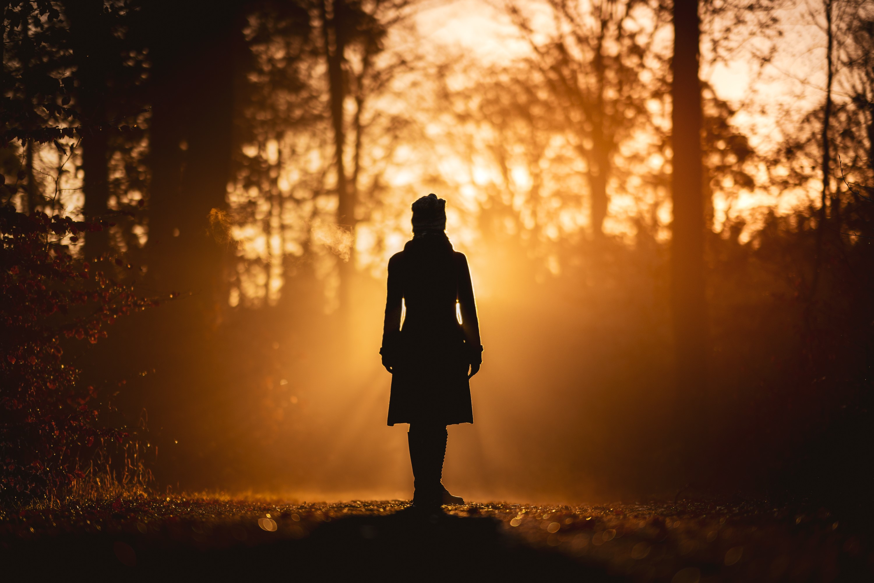 Silhouette of a person in a forest at sunrise HD Wallpaper