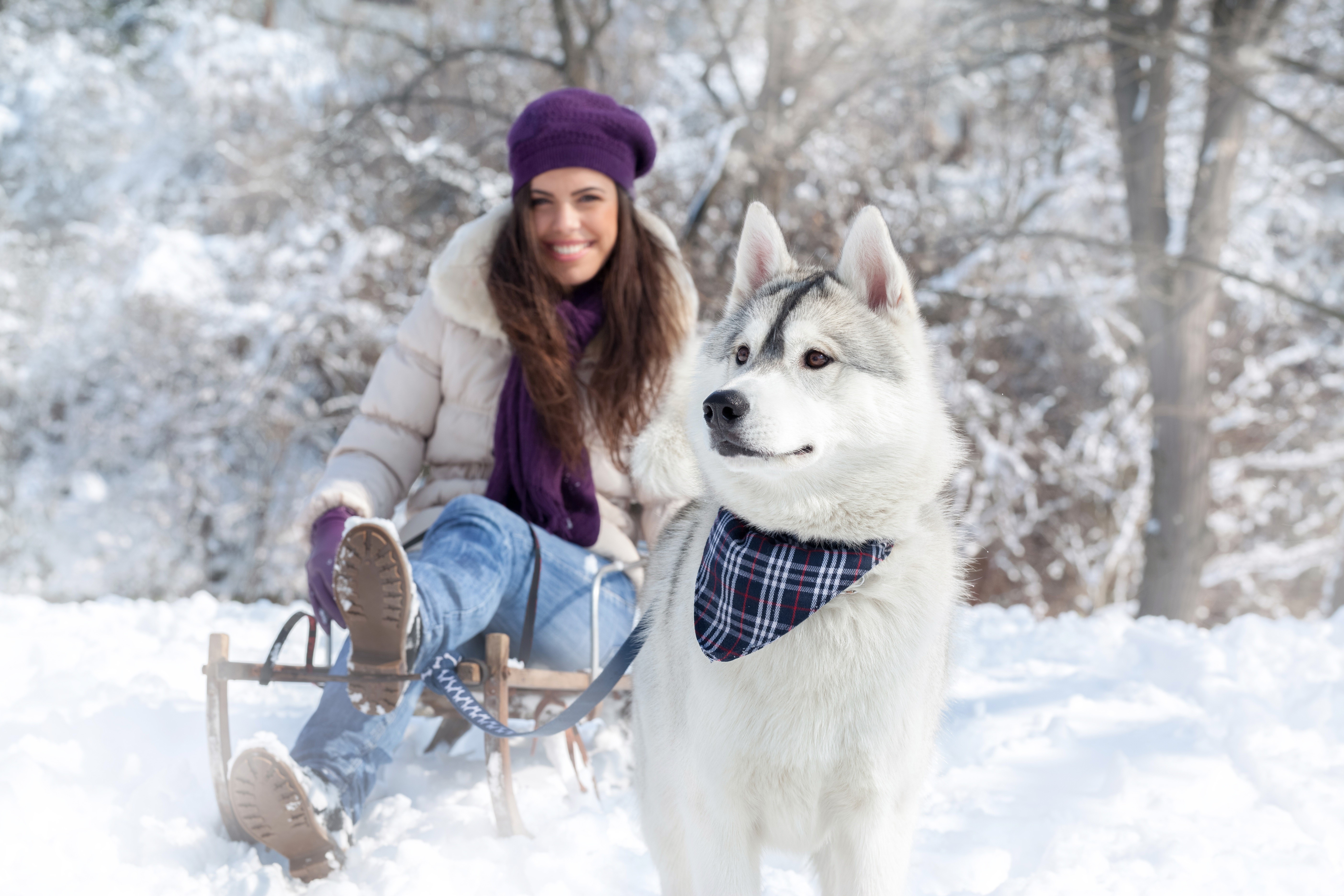 Woman and Husky Dog on a Sled in Snow HD Wallpaper