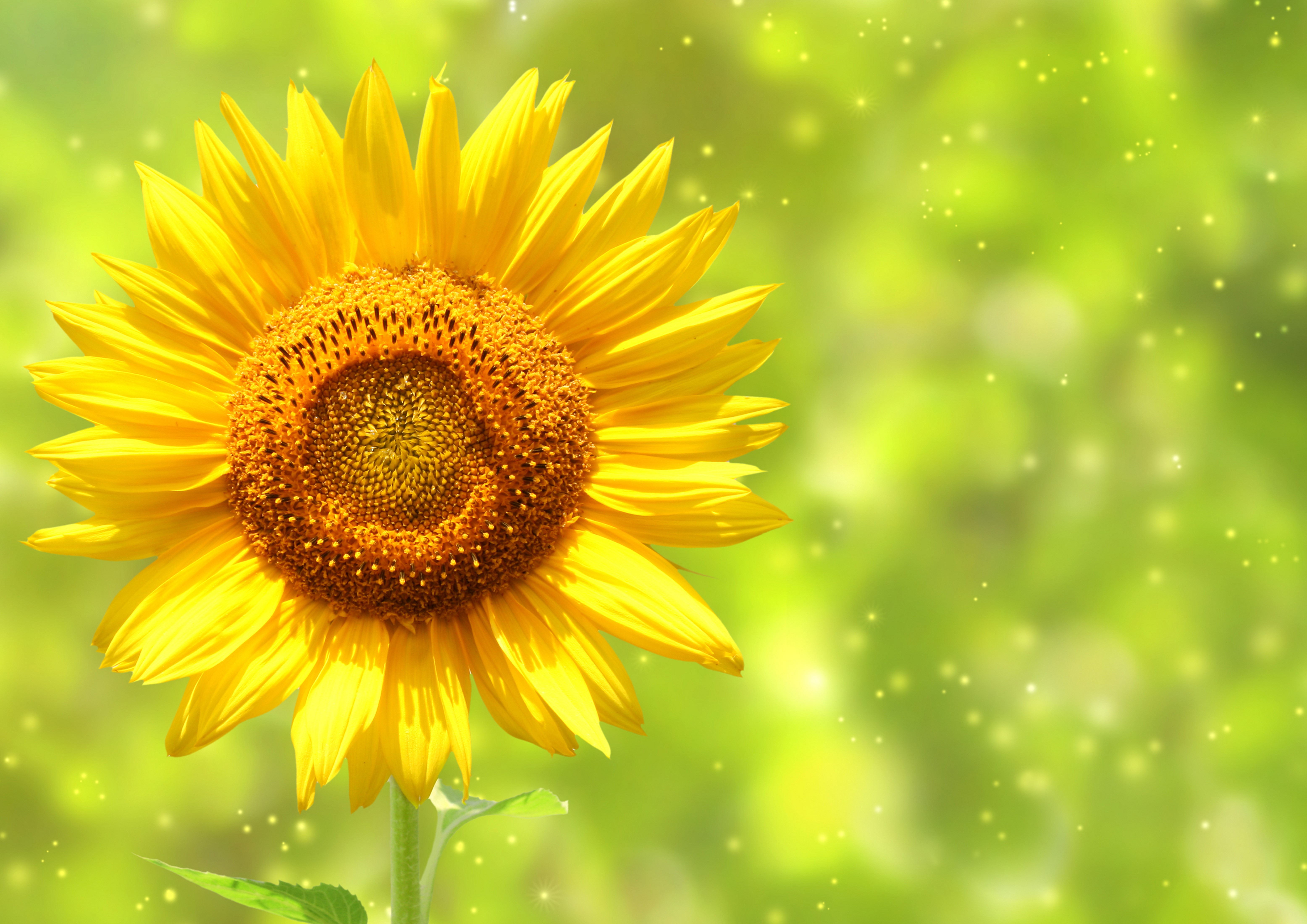 Close-up of a Yellow Sunflower HD Wallpaper