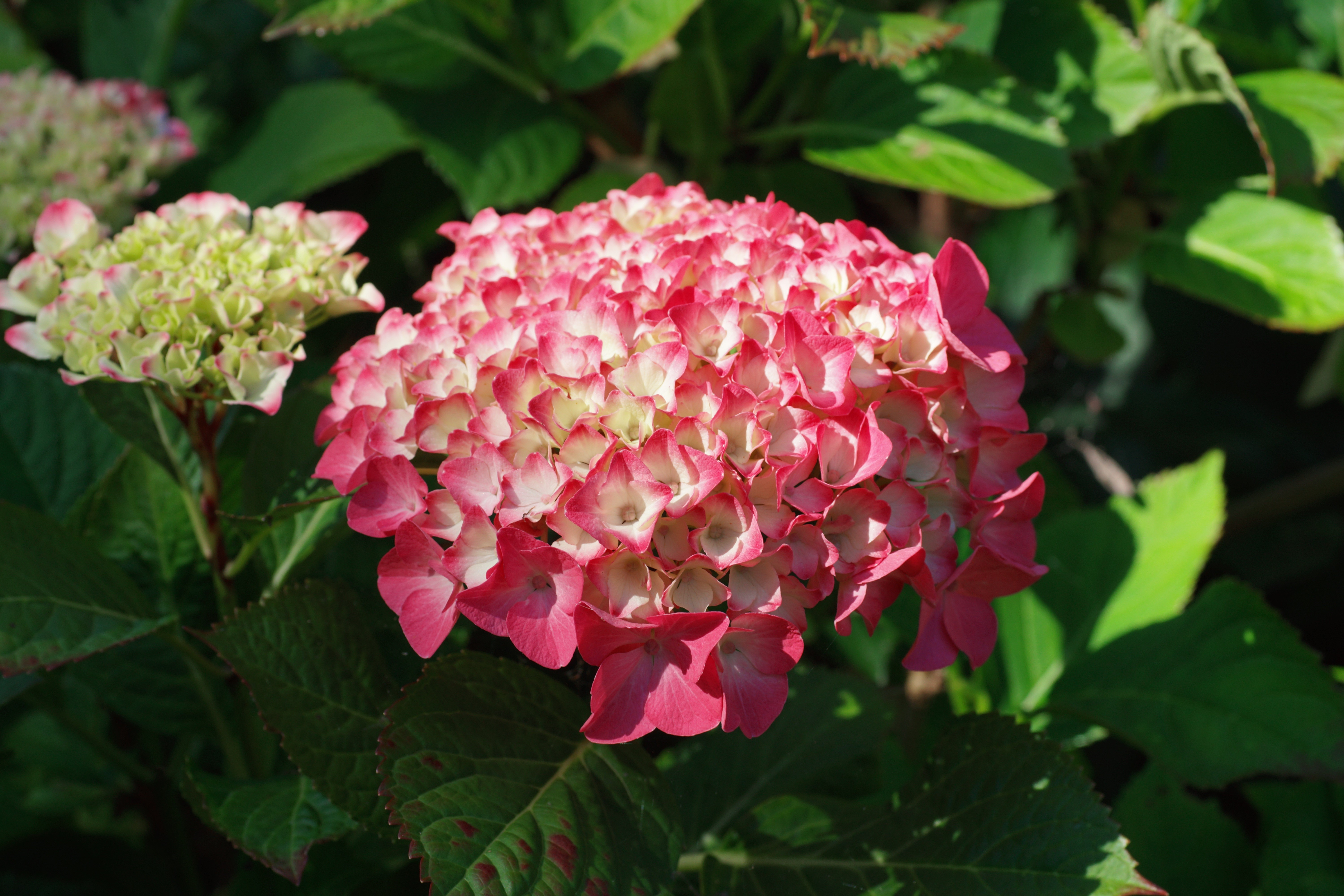 Pink and white Hydrangea flowers closeup HD Wallpaper