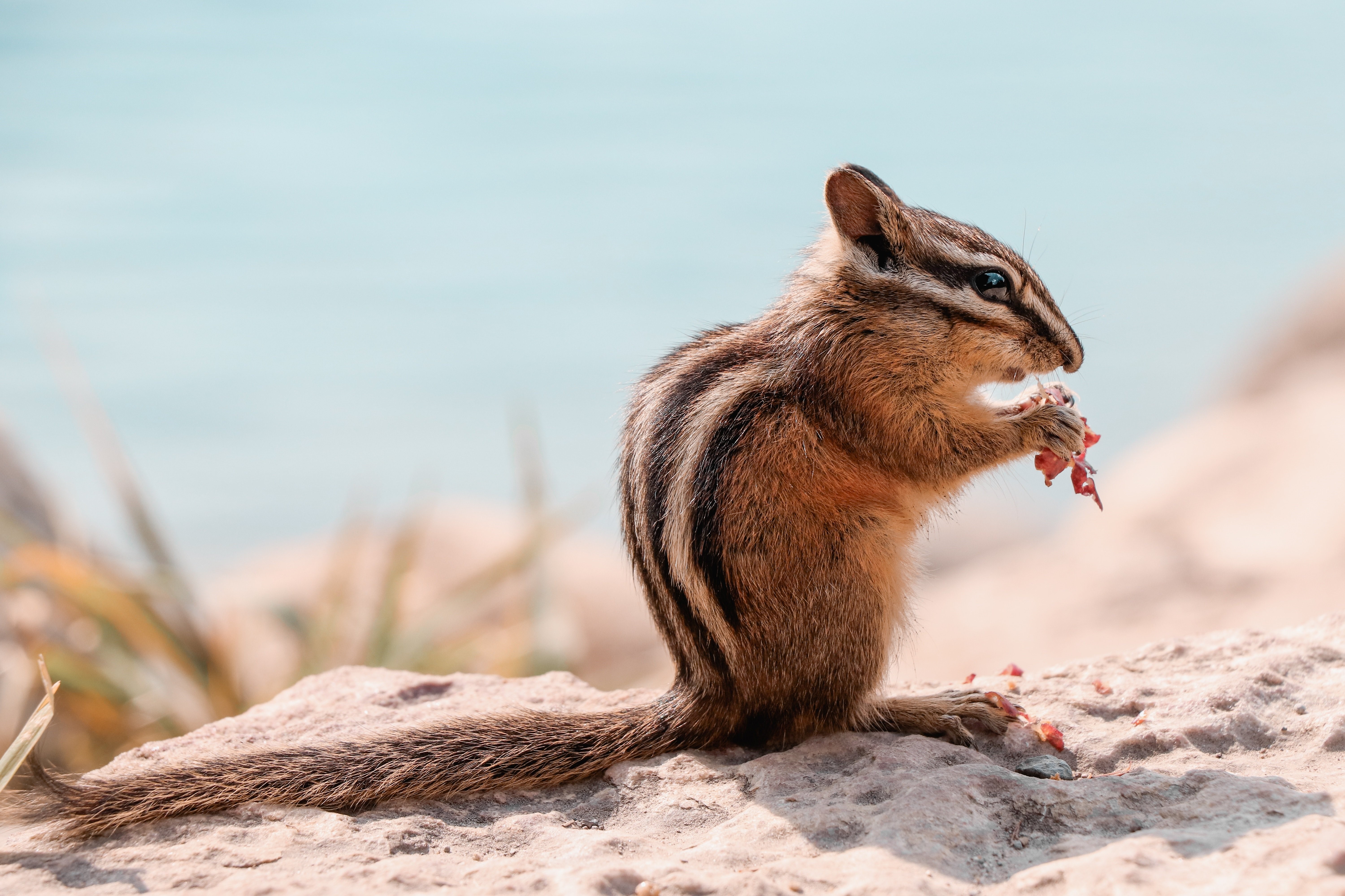 Chipmunk Eating on a Rock by the Water HD Wallpaper