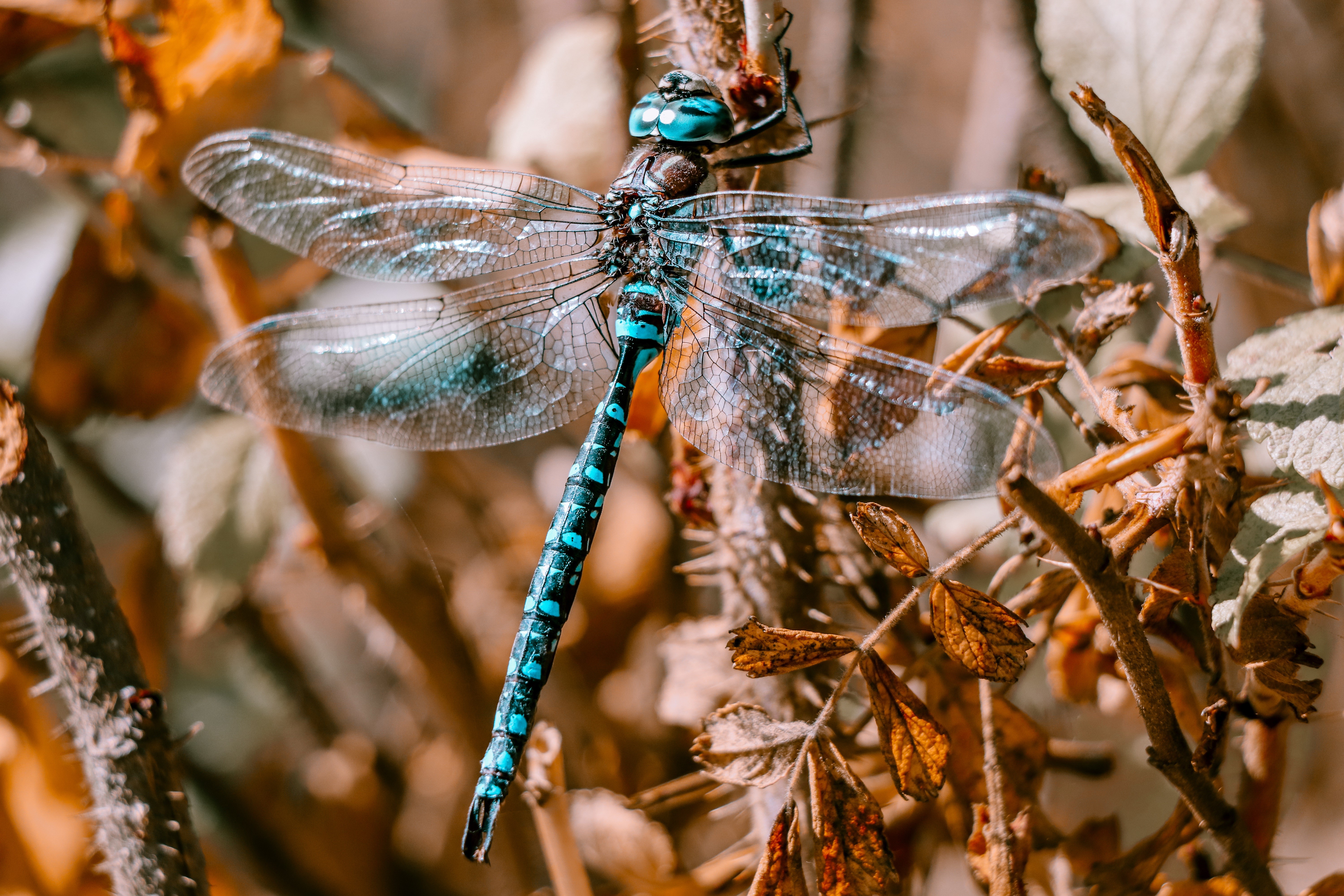Dragonfly with blue markings on a thorny branch HD Wallpaper