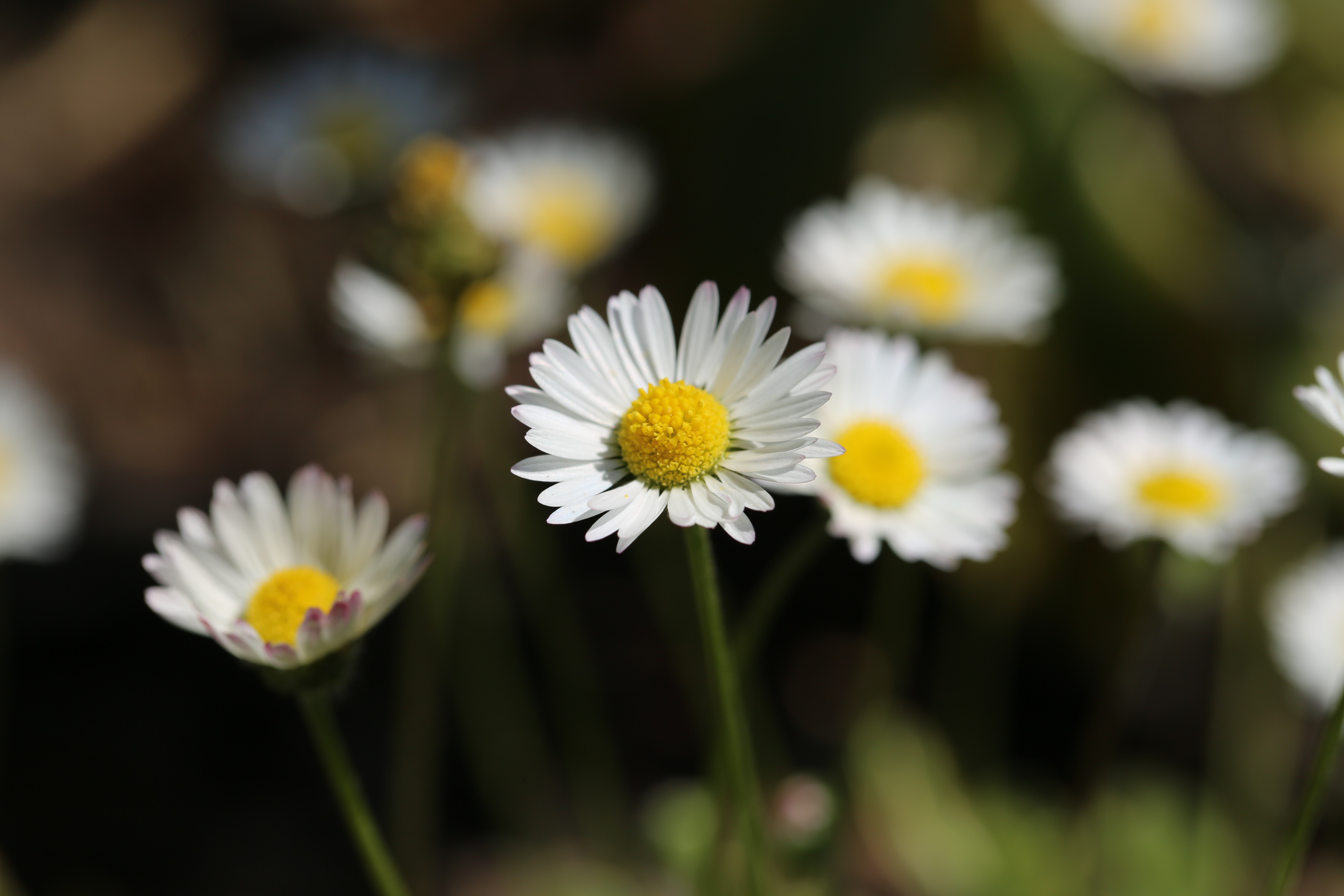 Daisies with Bokeh HD Wallpaper