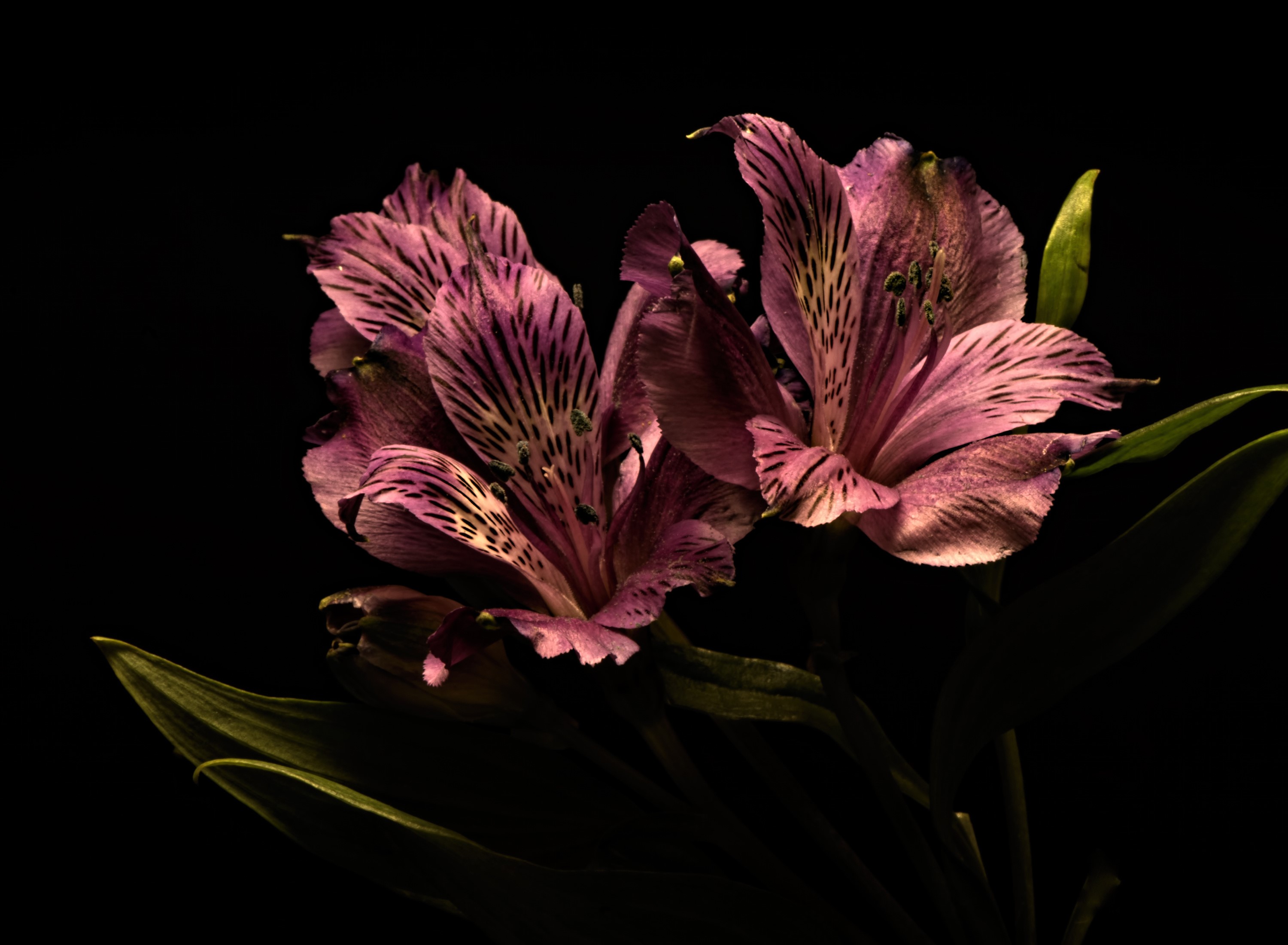 Pink Alstroemeria flowers on black background HD Wallpaper