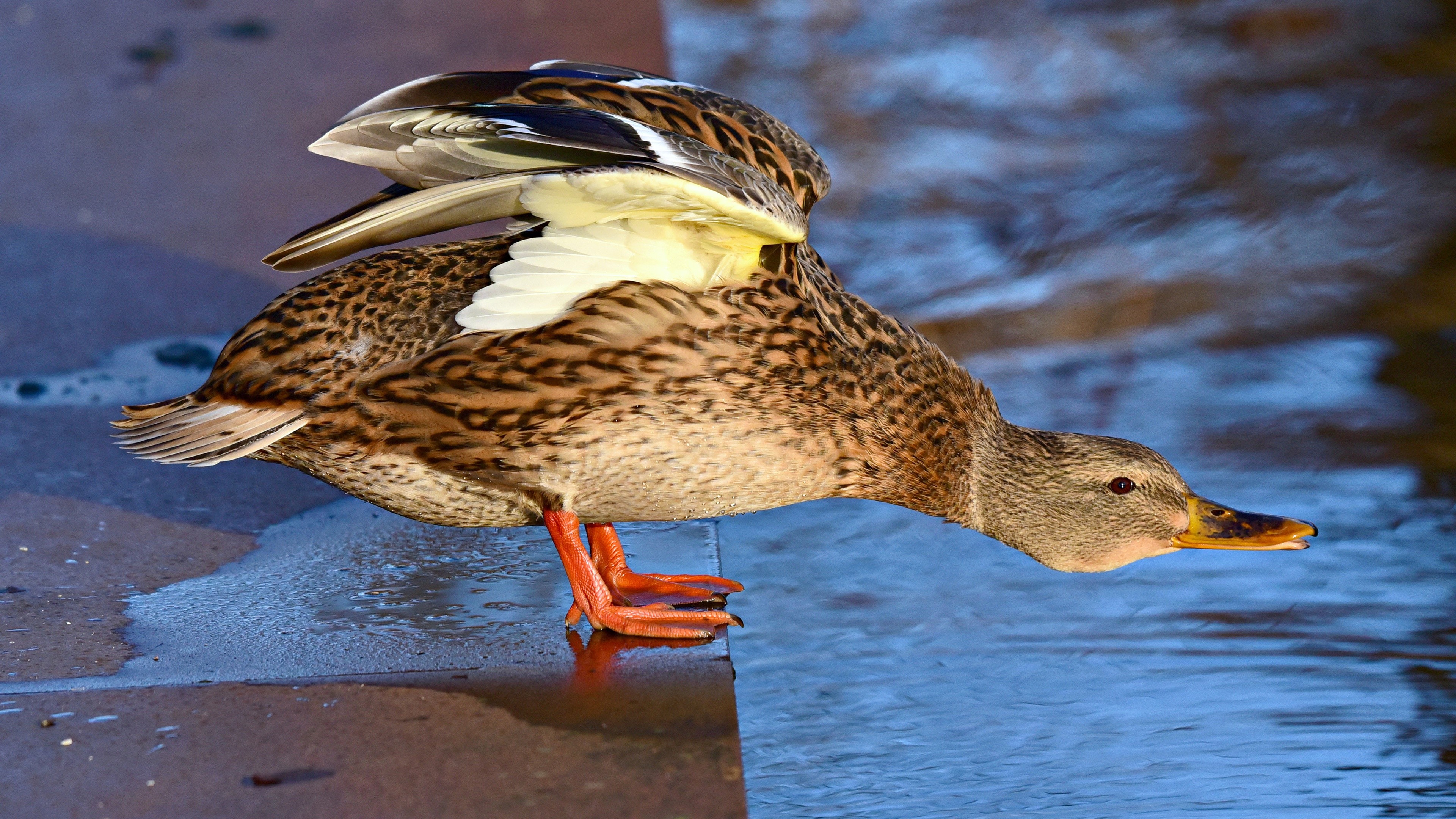 Mallard Duck on a Ledge by Water HD Wallpaper