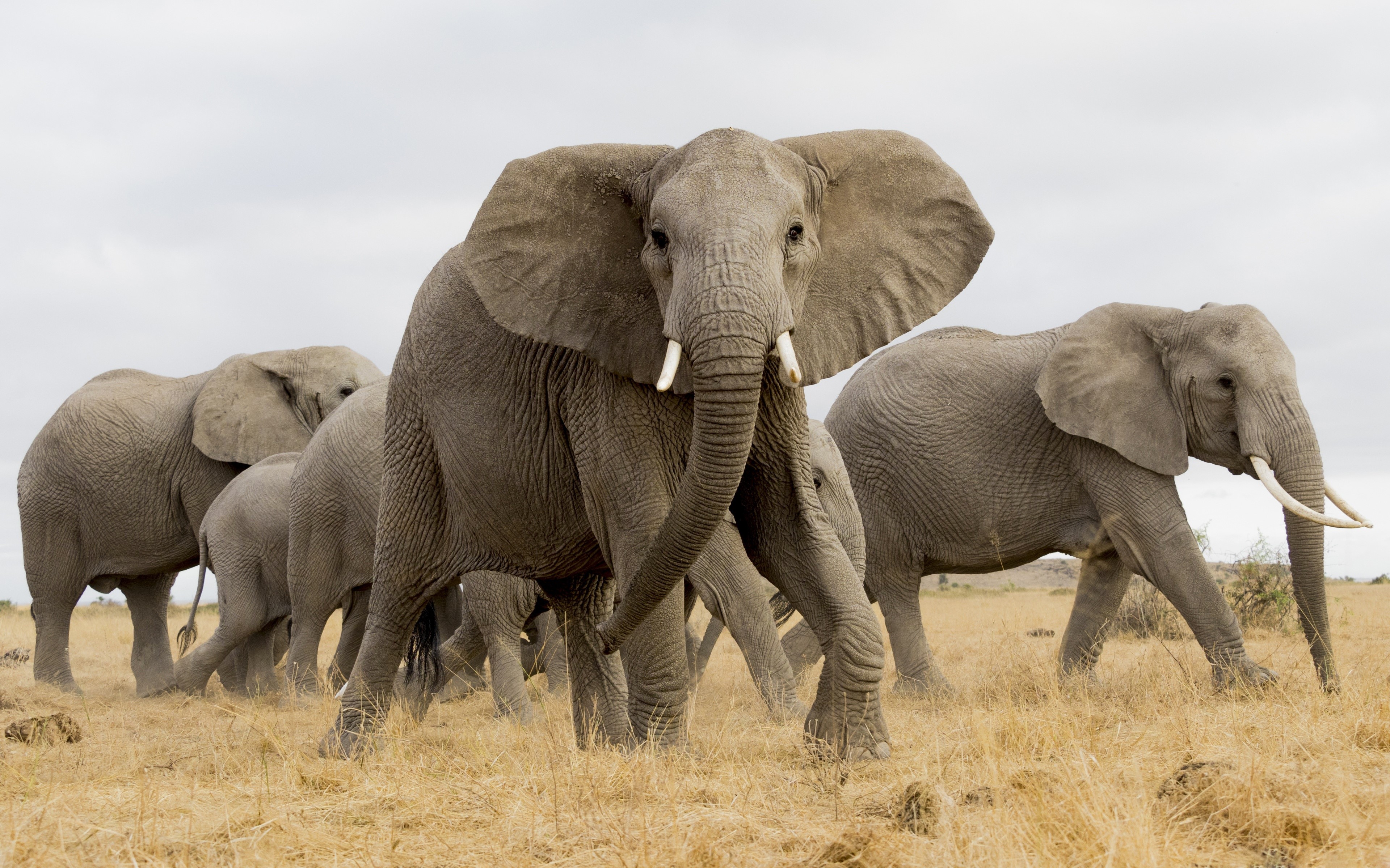 4K Elephants Herd Walking in Dry Grassland HD Wallpaper
