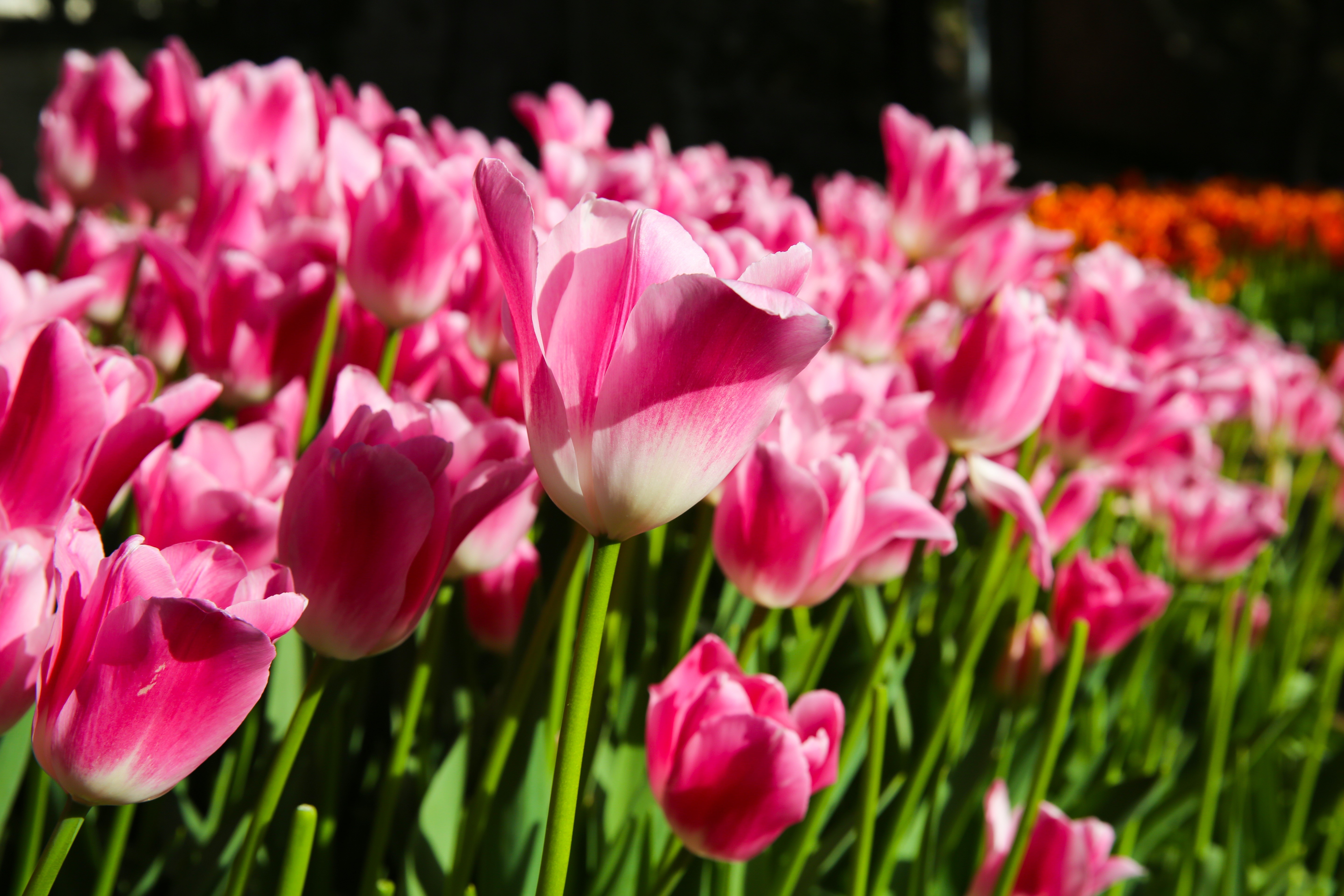 Many Pink Tulips in Bloom HD Wallpaper