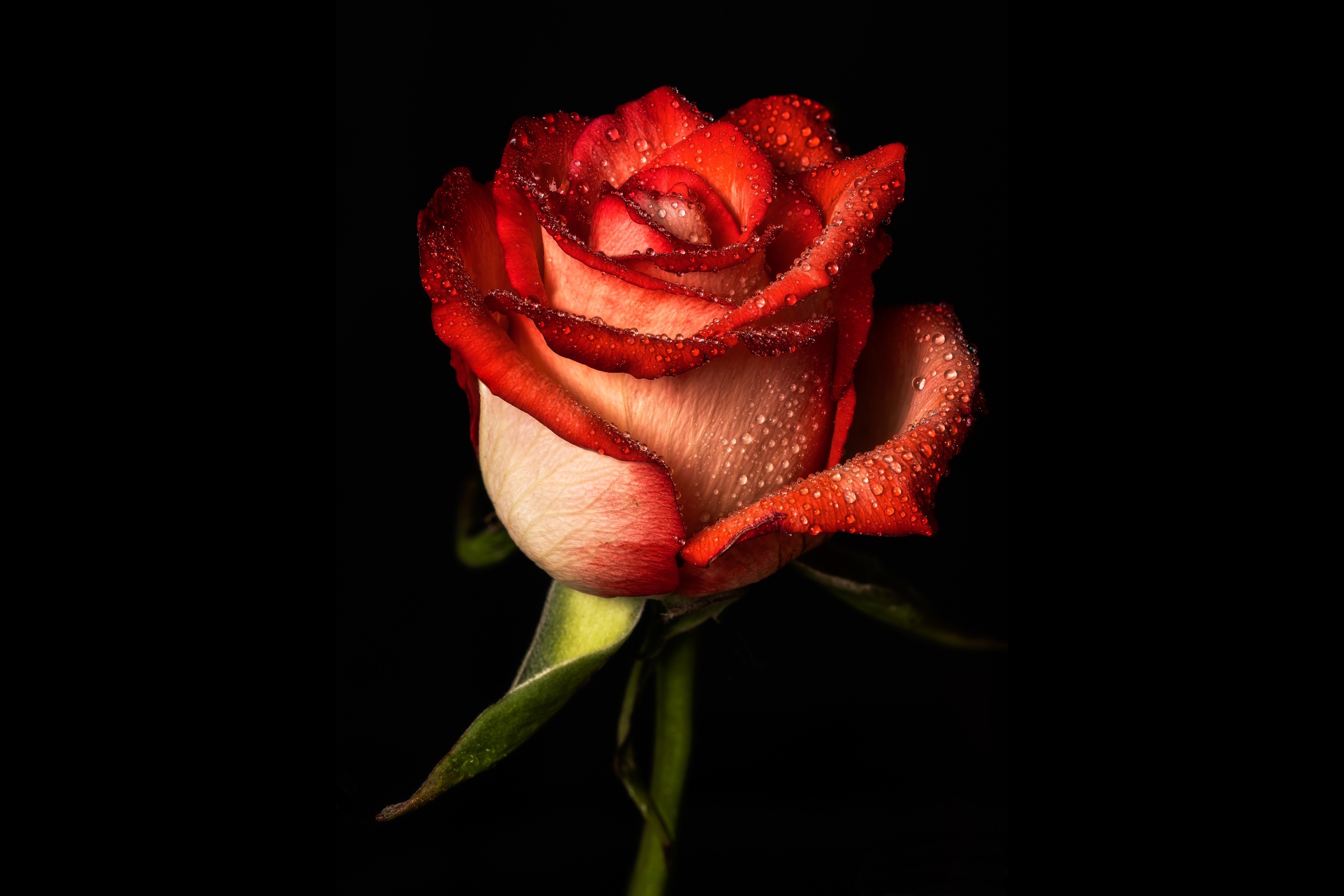 4K Rose with Water Drops on Black Background HD Wallpaper