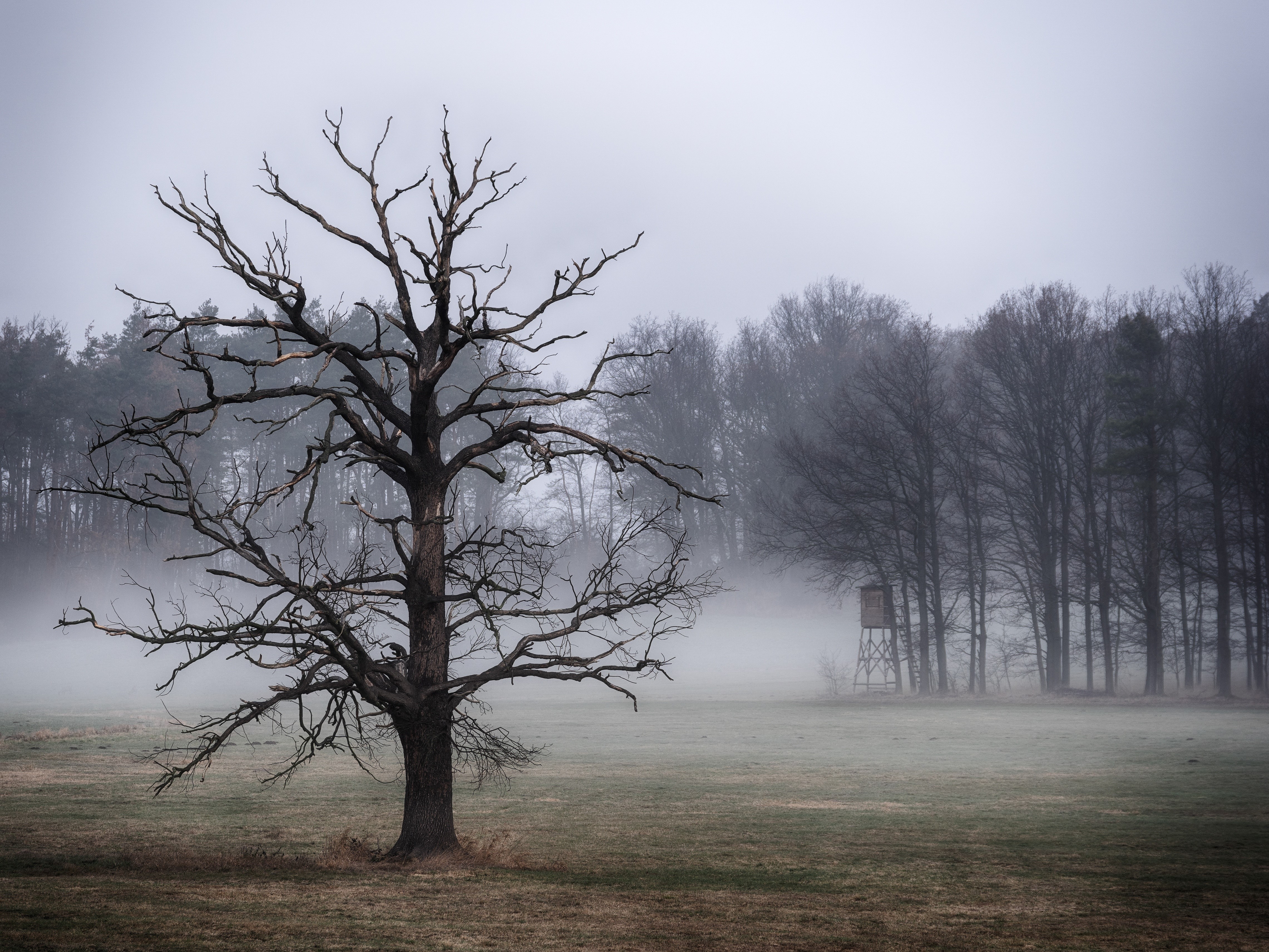 Bare tree in foggy field with hunting stand HD Wallpaper
