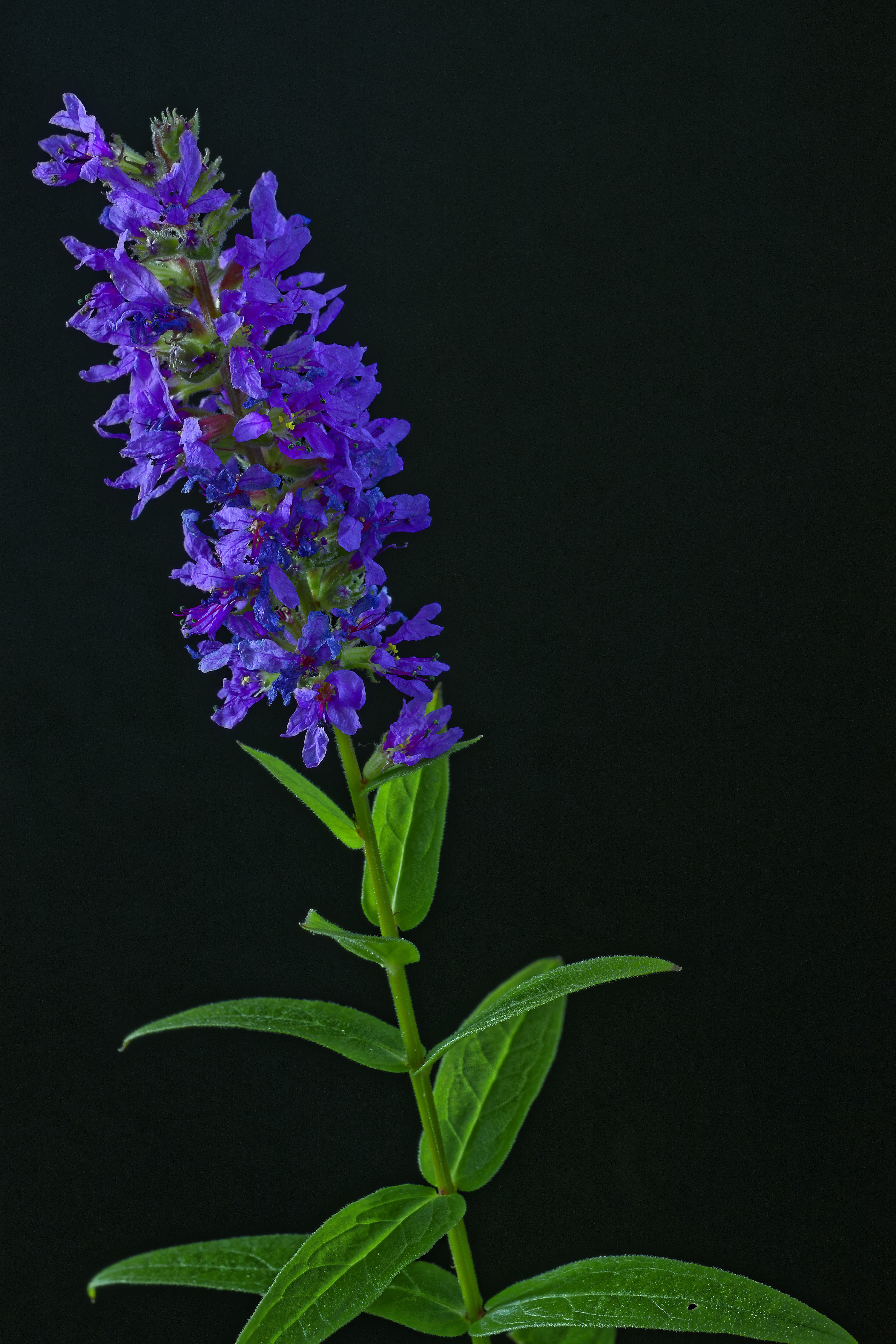 Purple flower with green leaves on black background HD Phone Wallpaper