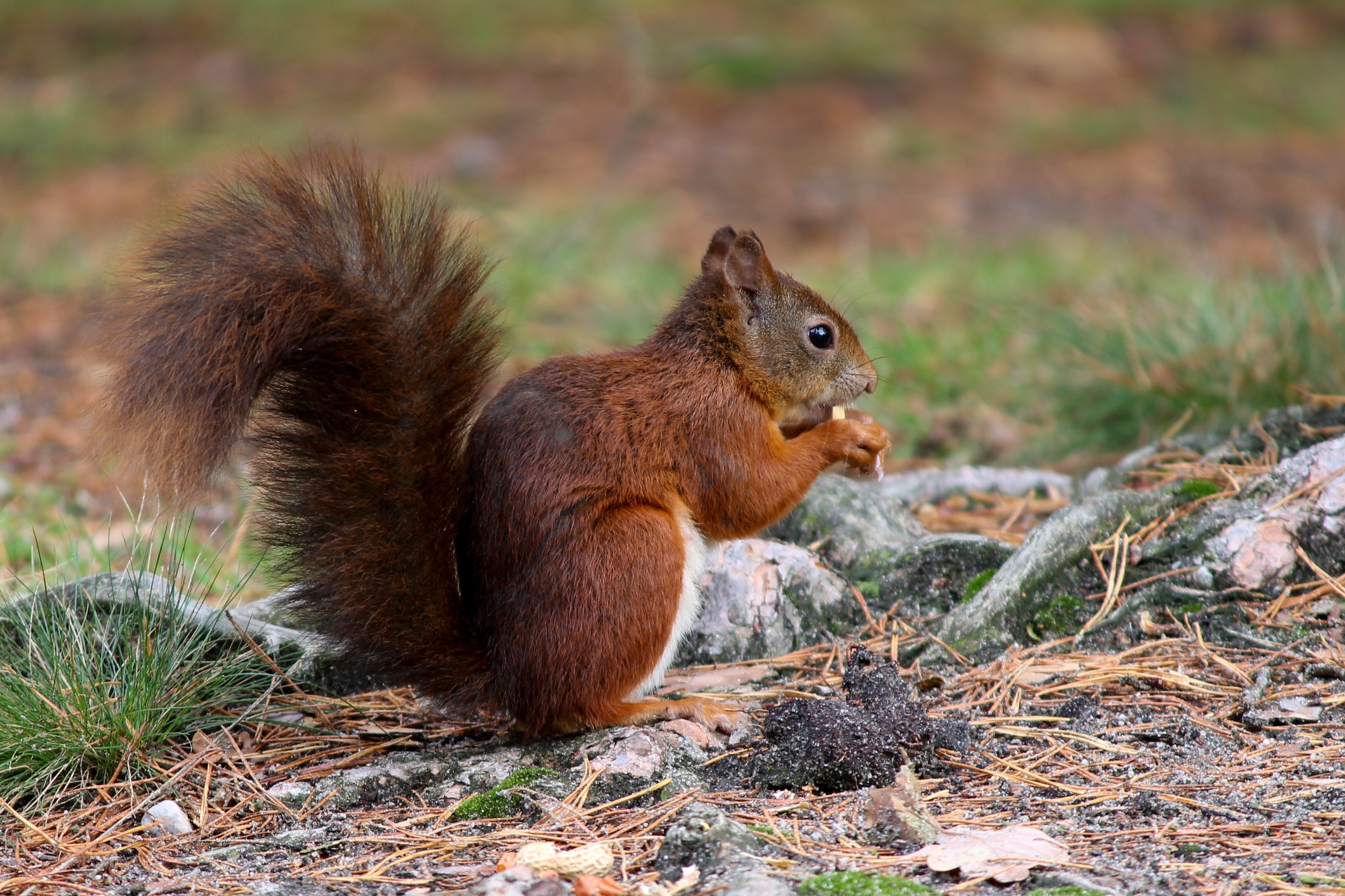 Red squirrel eating a nut on the forest floor HD Wallpaper