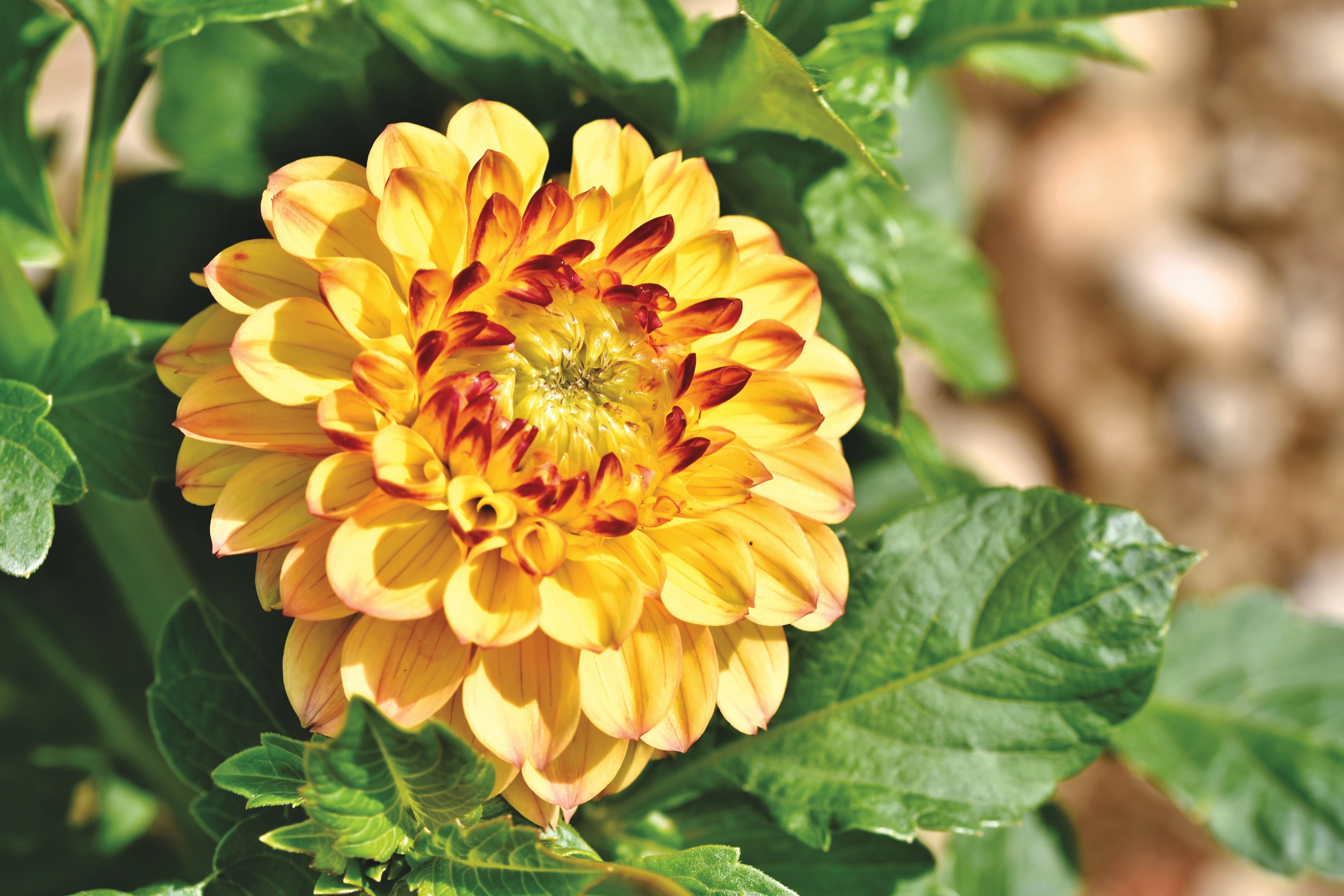 Yellow Dahlia Flower Closeup HD Wallpaper