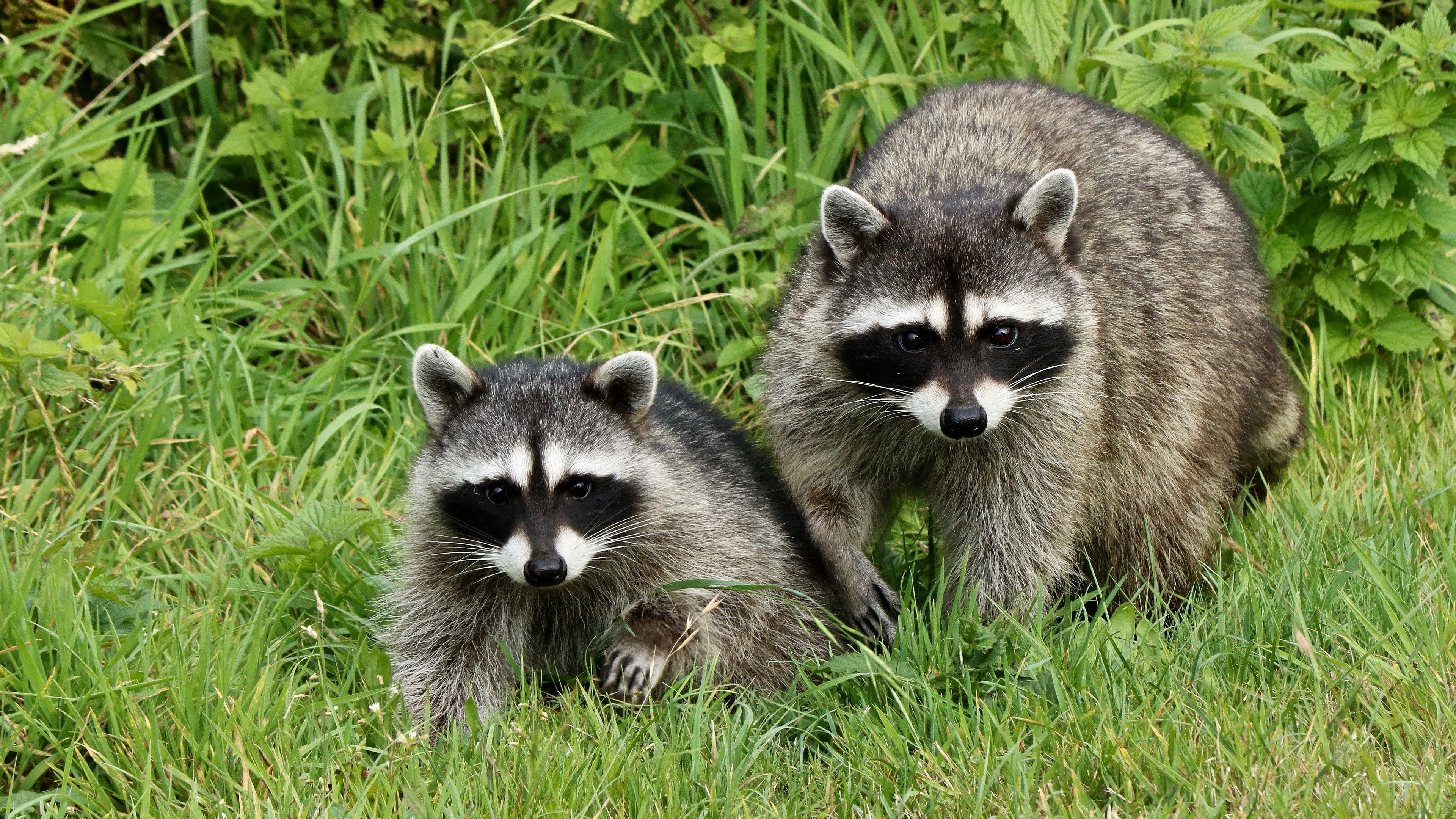 Two Raccoons in Grass HD Wallpaper