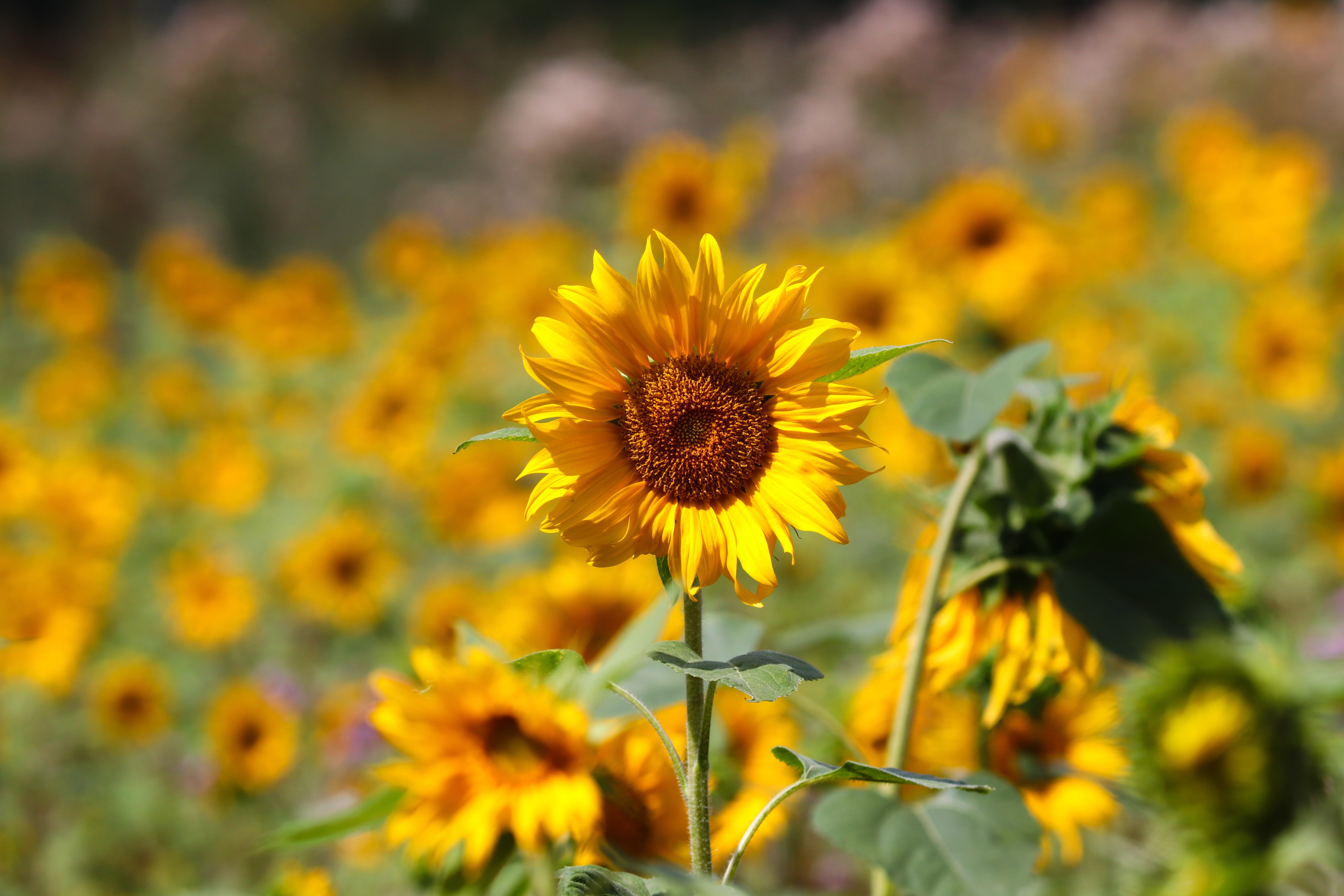 Field of Sunflowers with Bokeh HD Wallpaper