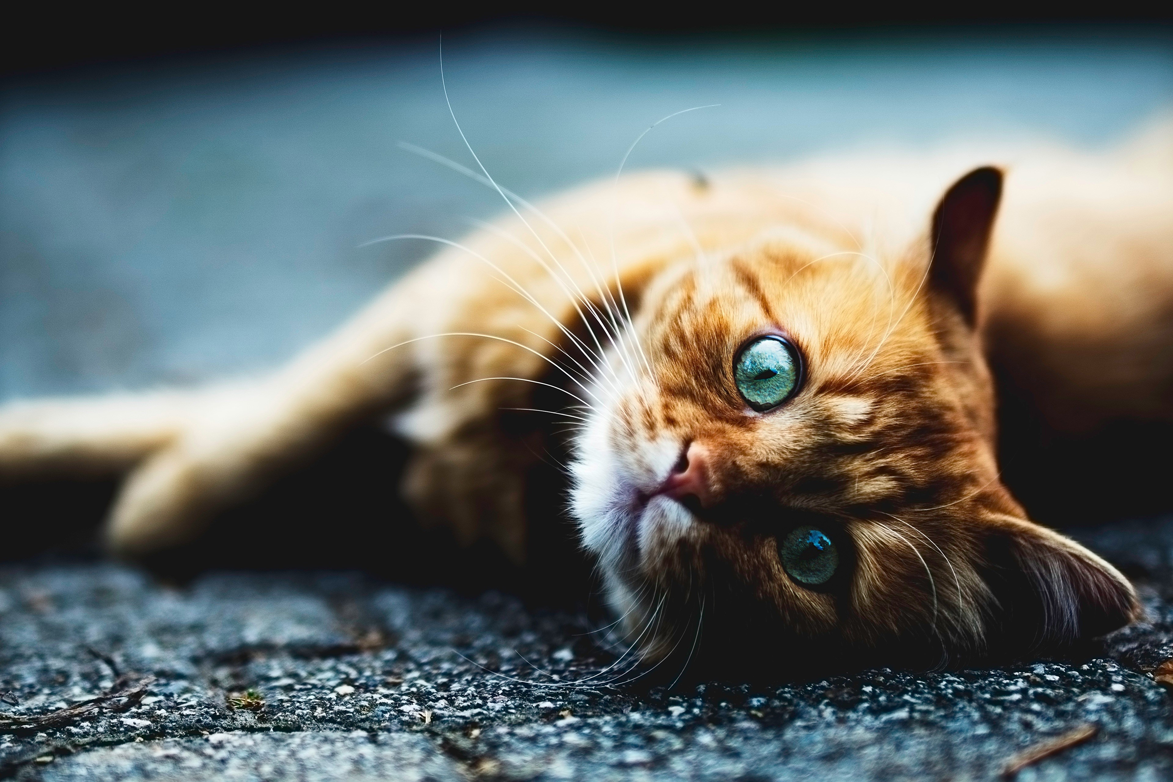 Ginger cat lying down with green eyes HD Wallpaper
