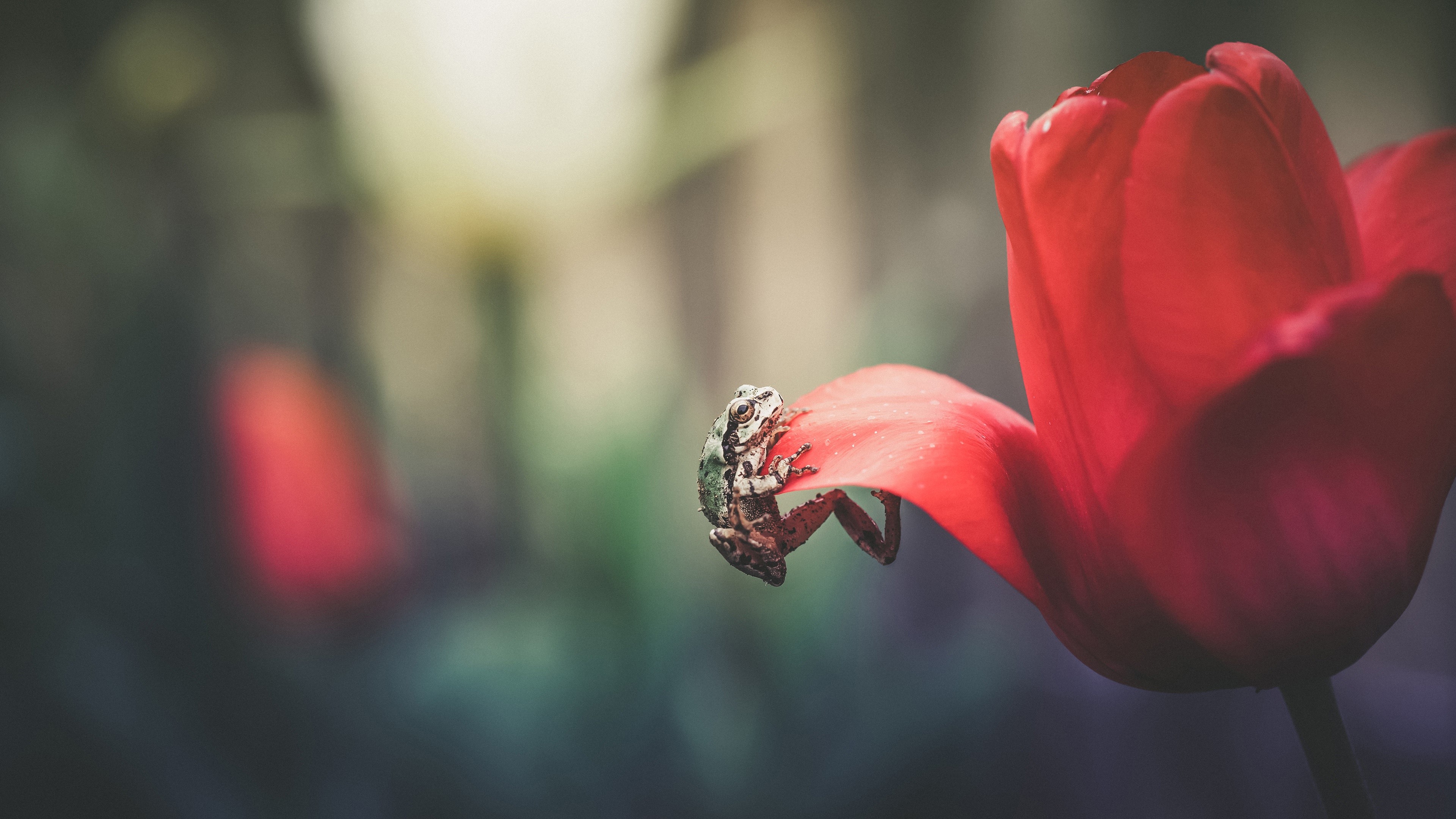Frog on a Red Tulip HD Wallpaper