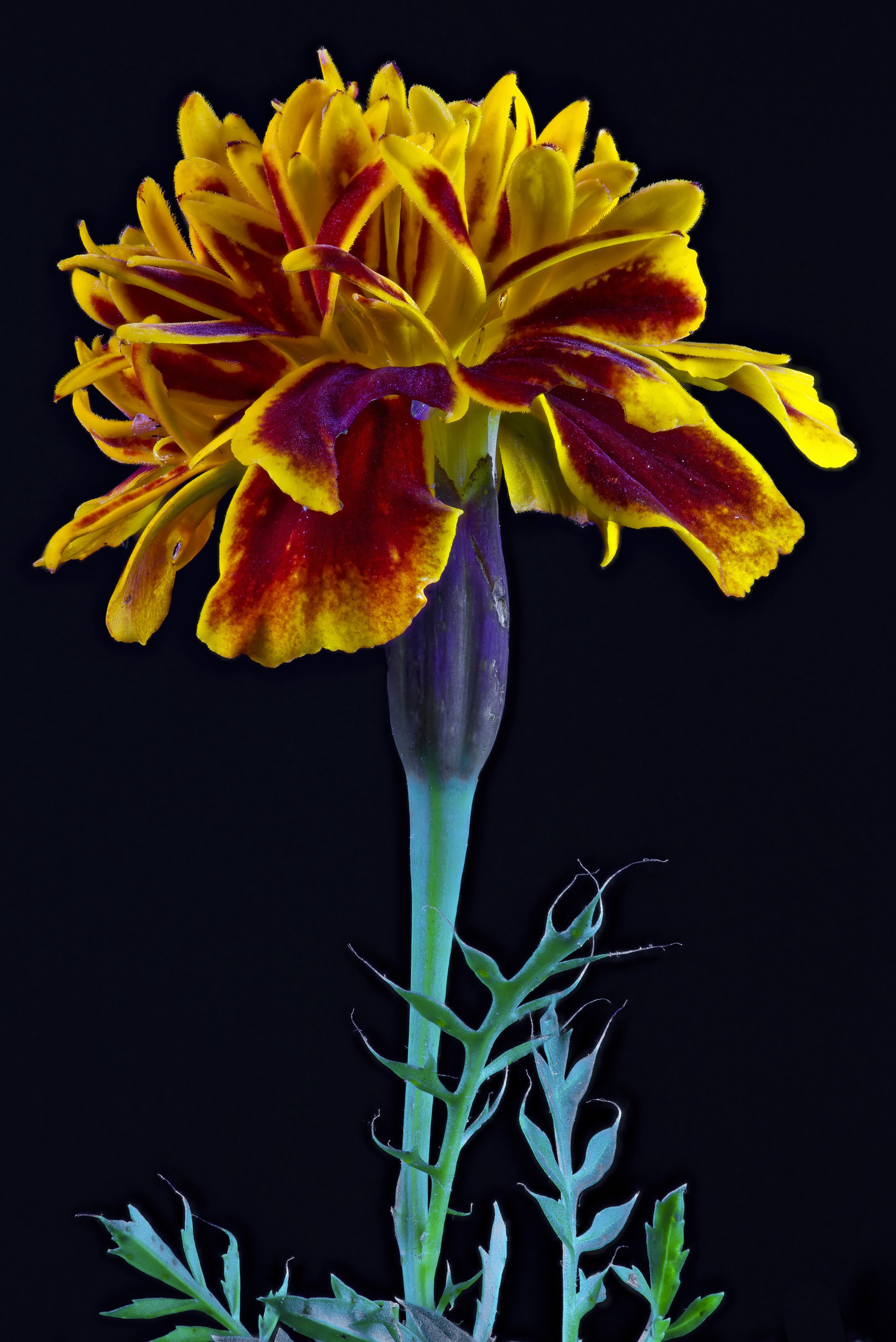 Marigold flower with red and yellow petals HD Phone Wallpaper