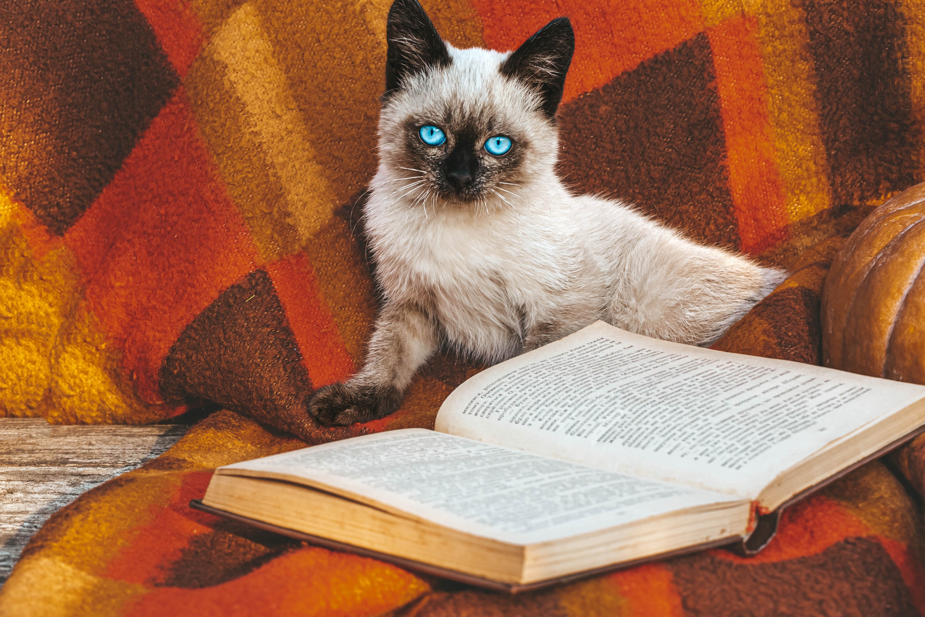 Siamese kitten with blue eyes on a blanket with a book HD Wallpaper