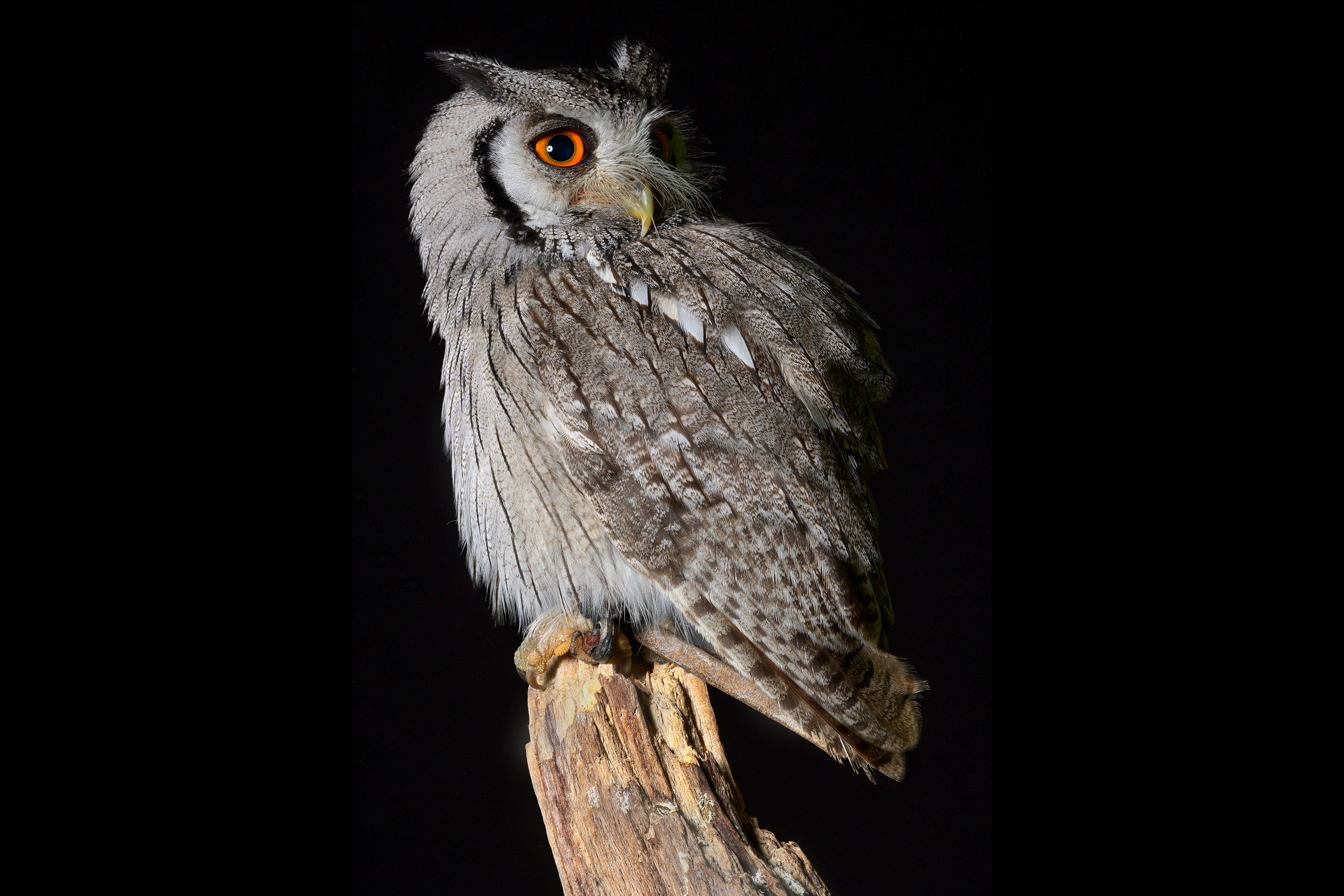 Southern White-Faced Owl on a Perch HD Wallpaper