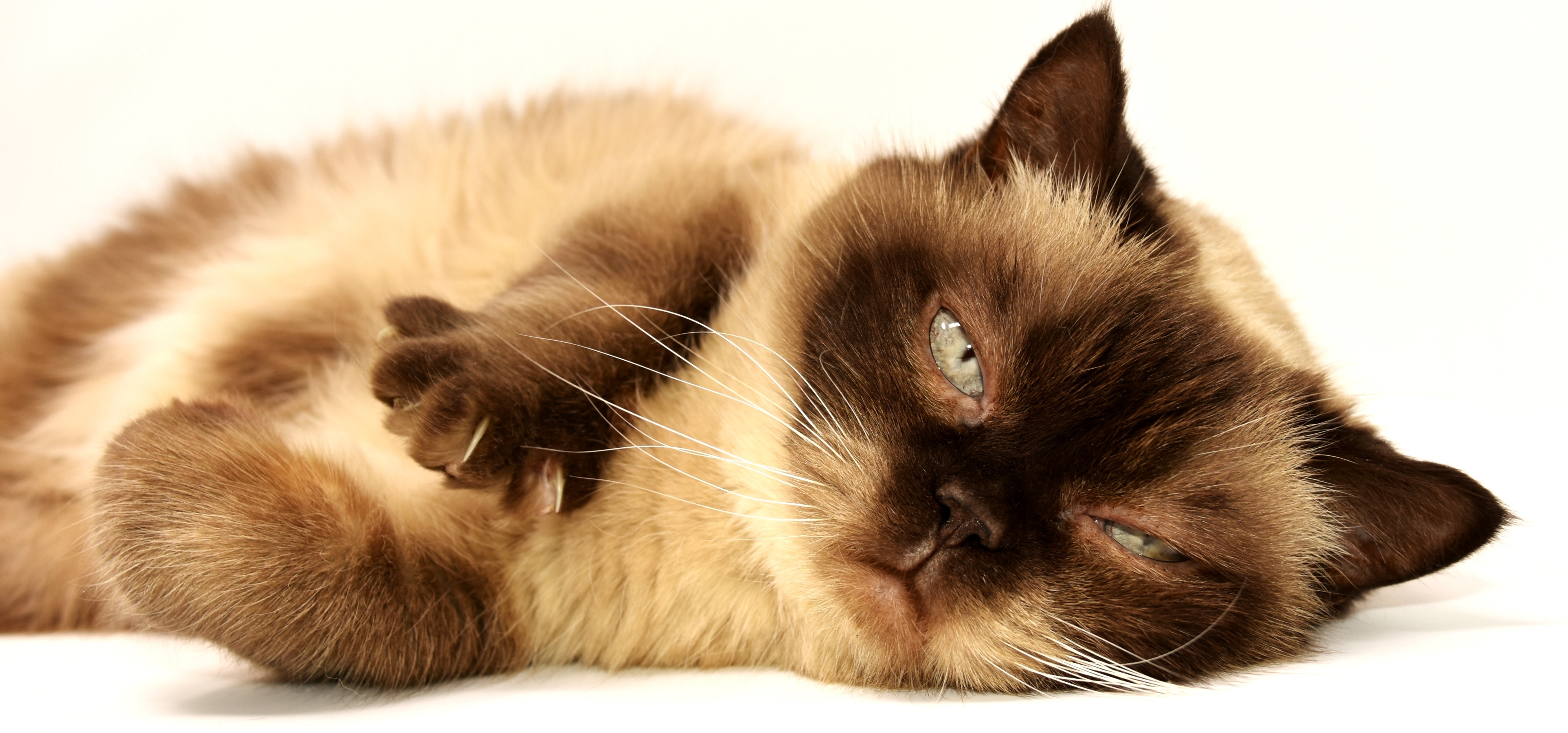 Siamese cat lying down with paws up HD Wallpaper
