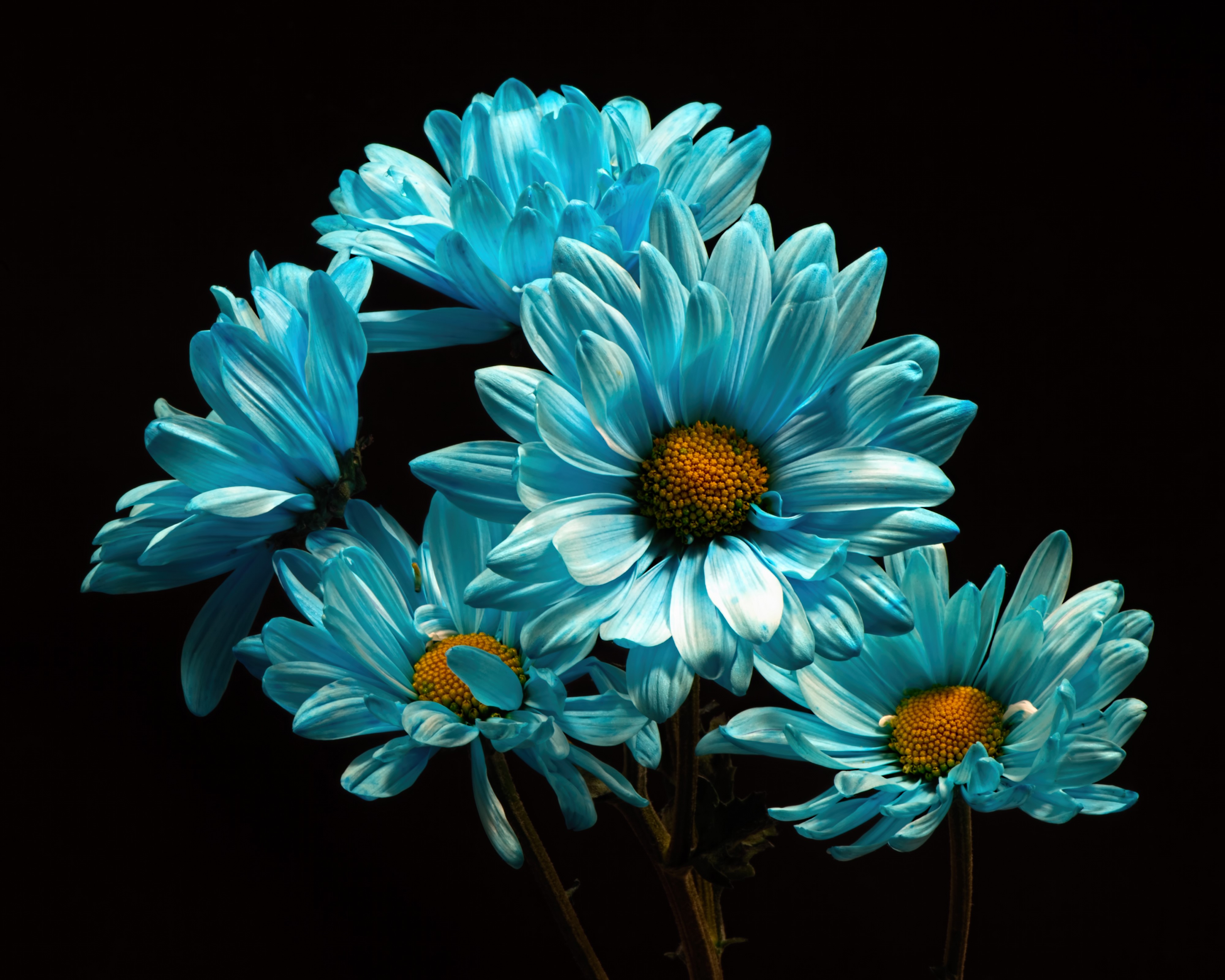 4K Blue Chrysanthemums on Black Background HD Wallpaper