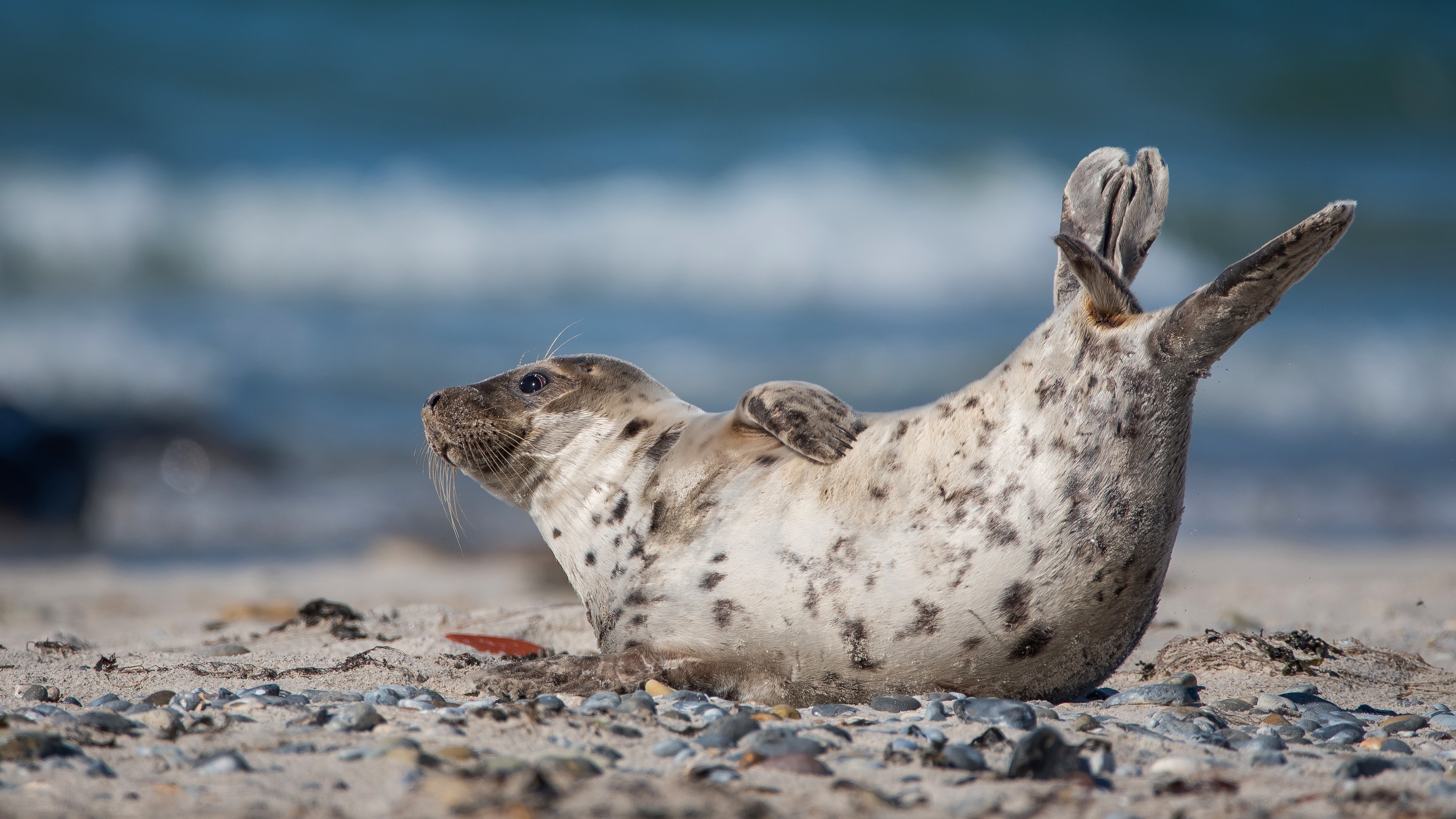 Seal on a beach HD Wallpaper