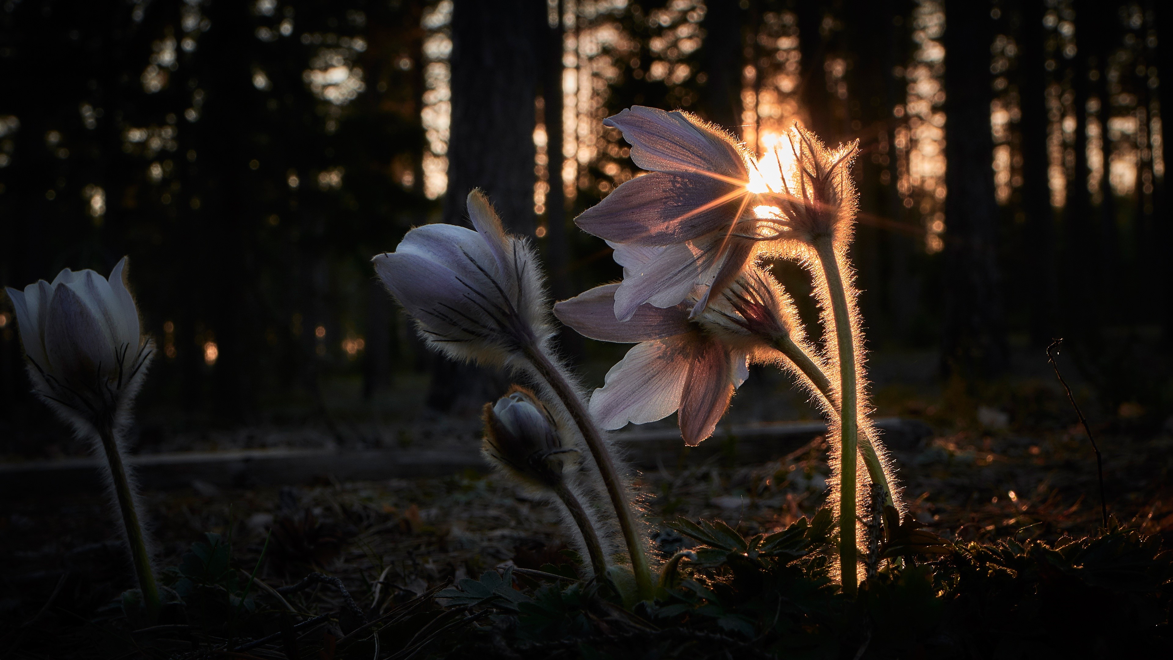 Pulsatilla flowers at sunset in a forest HD Wallpaper