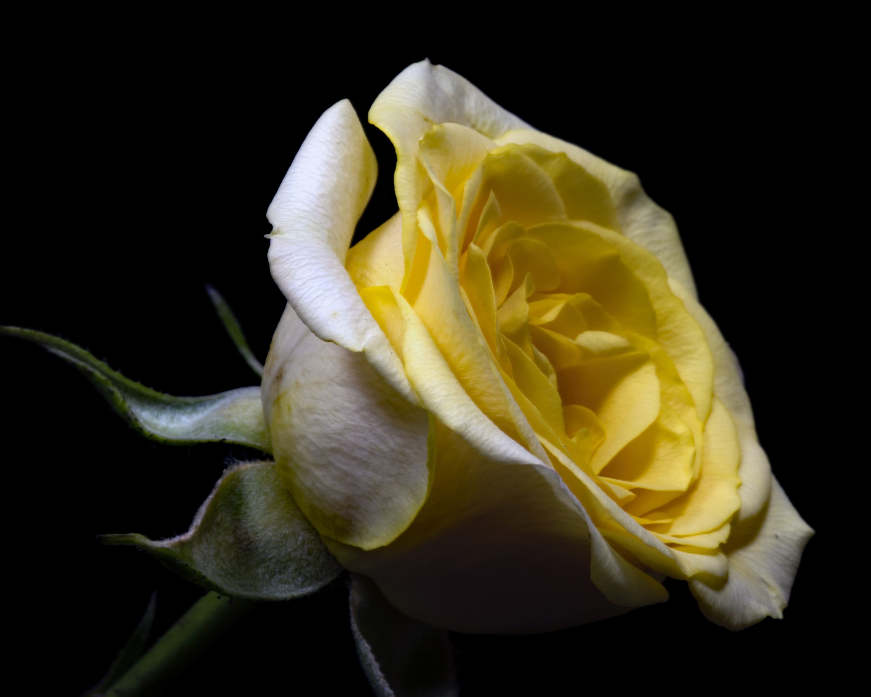 Yellow rose against a black background HD Wallpaper